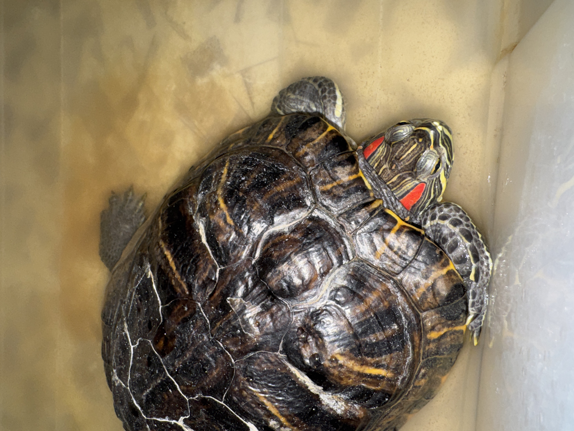 An adult Red-eared Slider turtle (Trachemys scripta elegans) is observed from an elevated perspective, situated within a light brown container. The turtle's carapace is dark brown with irregular white lines delineating individual scutes, some displaying yellowish-brown striations. Minute water droplets are visible across the shell's surface. The turtle's head, angled towards the lower left, is dark grey with distinct yellow stripes and characteristic bright red patches located posterior to each eye. Its limbs are partially visible, exhibiting grey skin with yellow markings. The turtle appears to be resting in a shallow quantity of turbid, light brown water, which covers the container's bottom. Overhead lighting casts reflections on the wet surfaces. This scene is documented in the city of Chaikovsky, Russia.