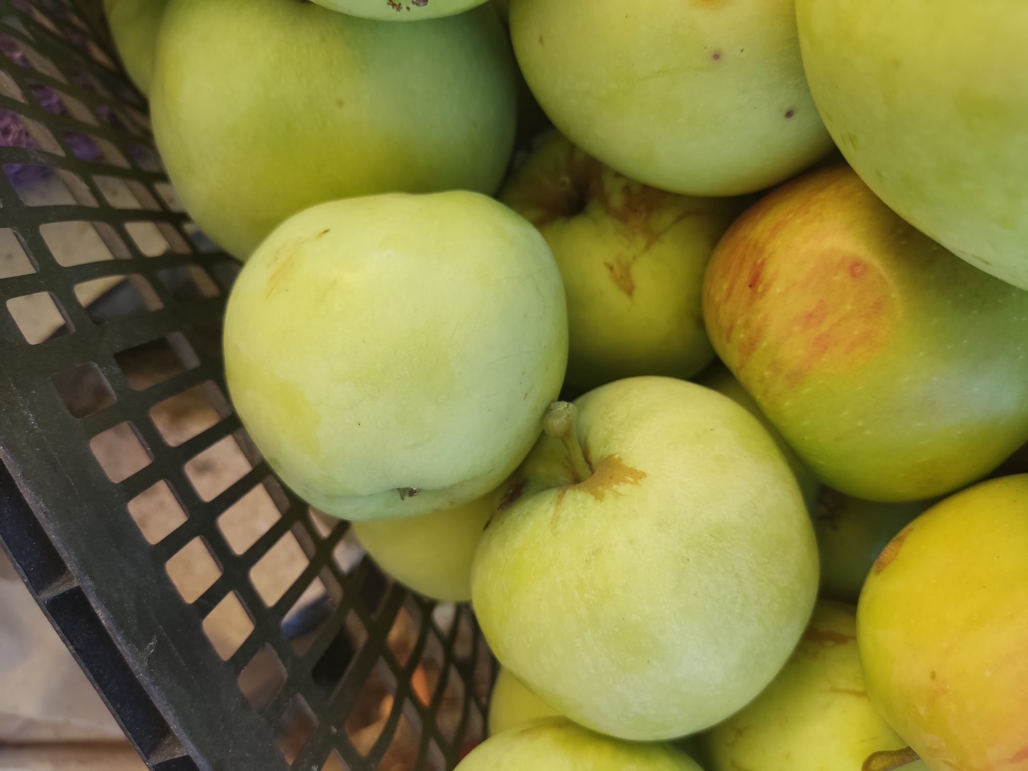 A close-up, overhead shot shows a collection of green apples in a black plastic crate. The apples are primarily light green, with some exhibiting yellowish undertones and occasional russeting, or brown discoloration. The texture of the apples appears smooth. The crate's dark, perforated design is visible along the top edge of the frame. The lighting suggests an outdoor or well-lit indoor setting, casting soft shadows. The image was captured in Klintsy, Russia.