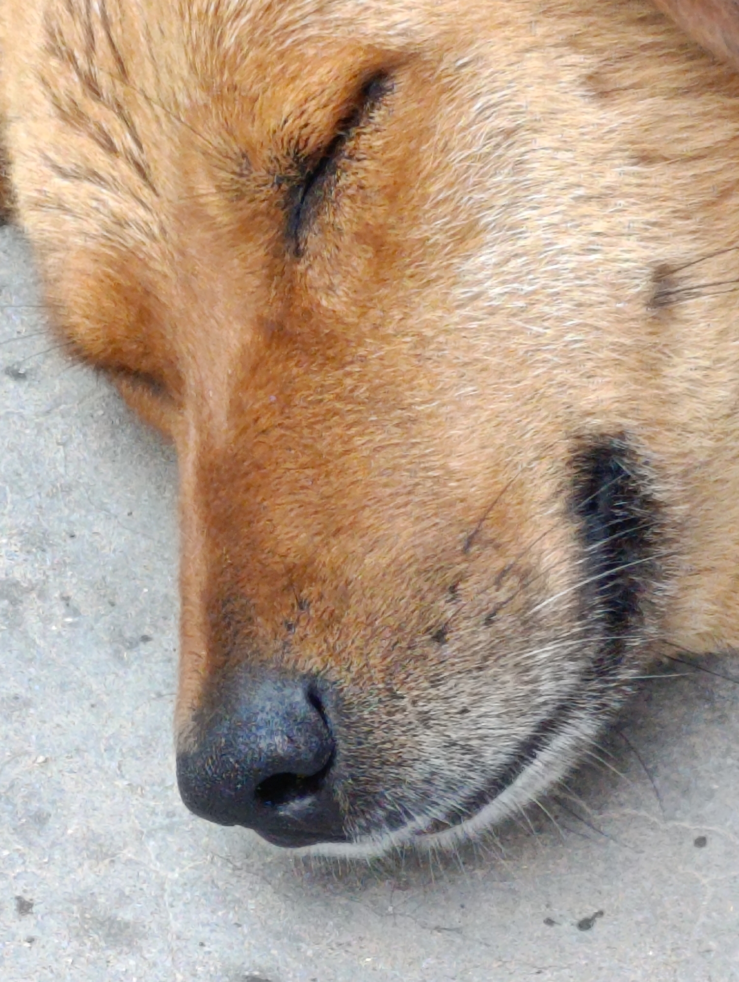 This is a close-up, eye-level, medium shot of a sleeping dog. The dog is facing to the left of the frame, with its eyes closed. The focus is on the dog's face, particularly its snout and fur, which is a mixture of brown and lighter tan colors. The dog's nose is dark and wet. The background is a textured, light gray surface, likely concrete, suggesting an outdoor setting in the city of Aleo, India. There are no people or other animals visible in the frame. The lighting is natural and even, with no harsh shadows. The image appears to be taken casually, capturing a moment of rest for the animal.
