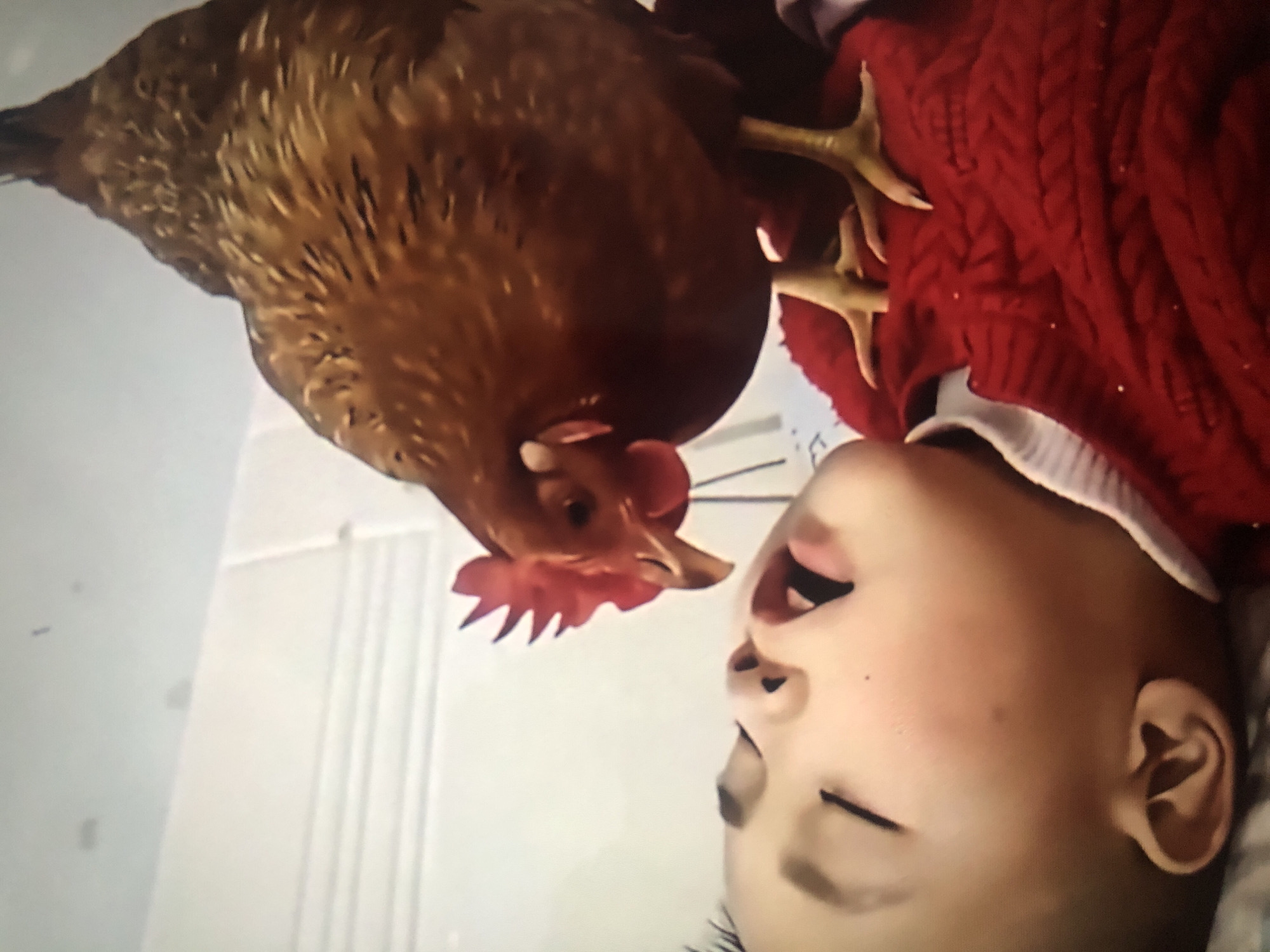 A child is lying down wearing a red, cable-knit sweater with a white collar. A brown chicken stands over the child, its feet resting on the sweater and its head close to the child's face, who appears to be asleep with their mouth slightly open. The background is plain and white. The photo was taken inside. There is no evidence to indicate that this image was taken in Lhokseumawe, Indonesia.