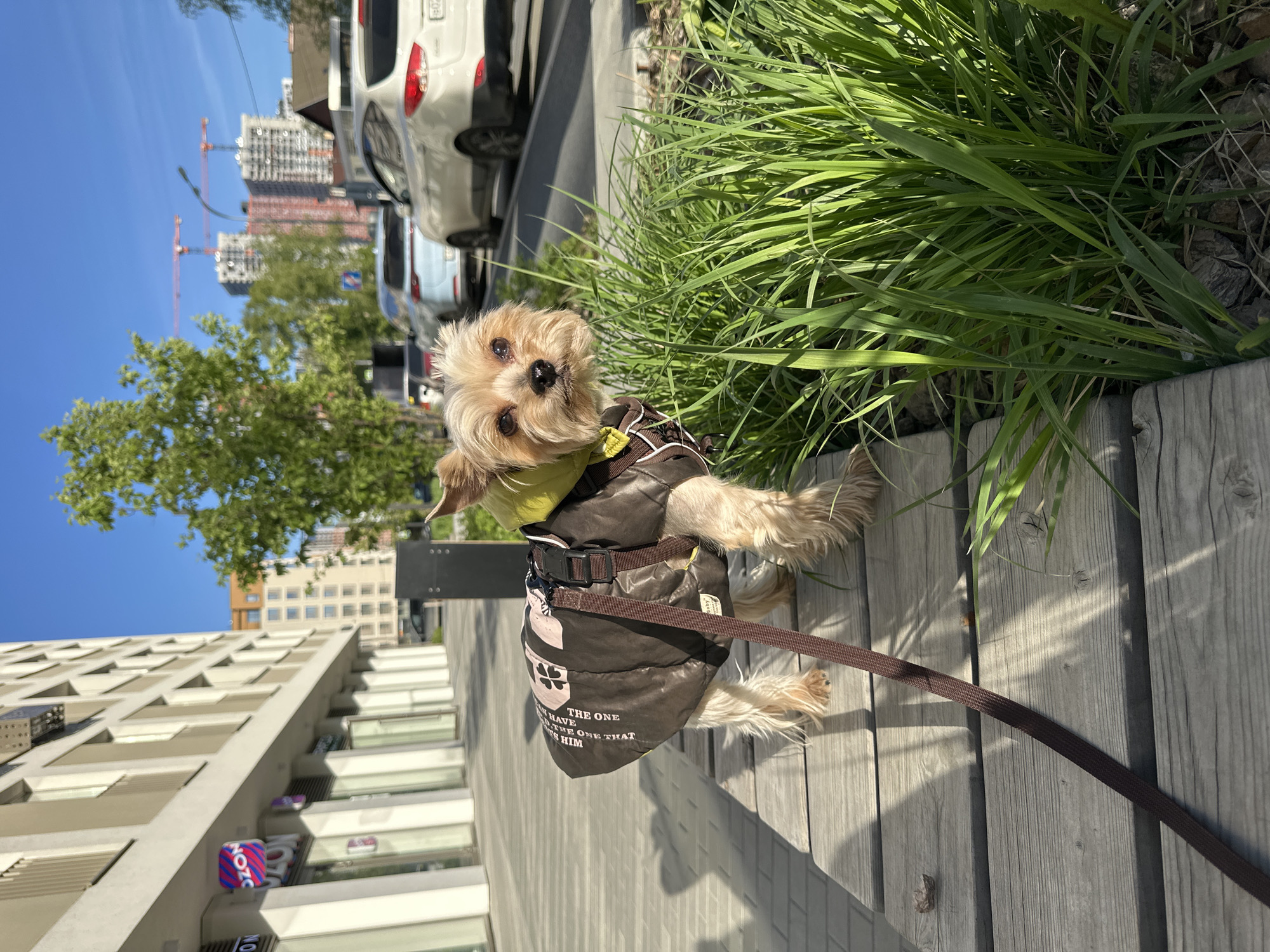A tan Yorkshire Terrier wearing a brown jacket and attached to a brown leash is perched on gray wooden planks. The location is an urban area in Yekaterinburg, Russia. Behind the dog is green ornamental grass. In the background are parked cars, a tree, construction cranes, and buildings. Another building is visible in the lower left. The sky is blue.