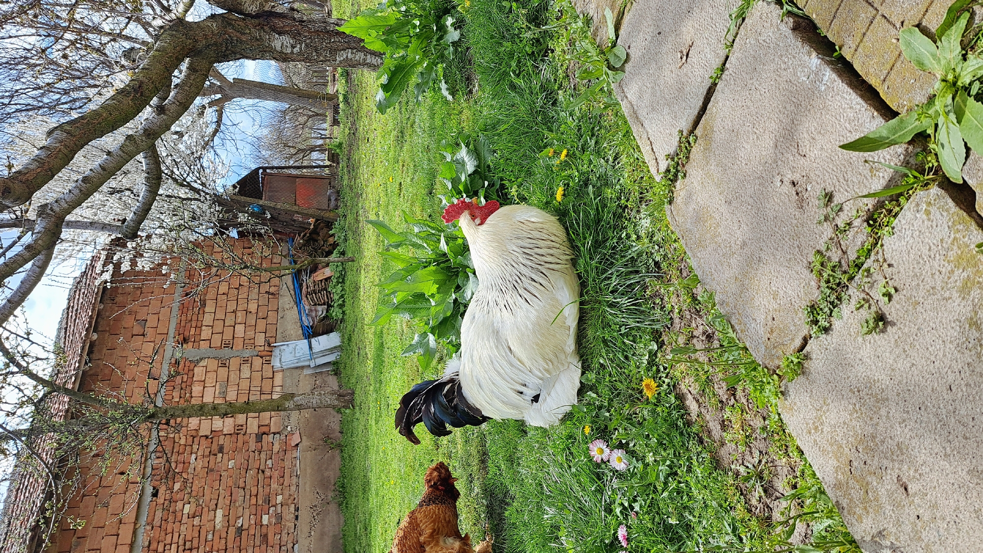 A white rooster with a red comb and black tail feathers sits in a grassy yard. A small brown chicken stands near the rooster. In the background is a red brick building, a tree with white blossoms, and a stone walkway. The location is Unknown, Unknown.