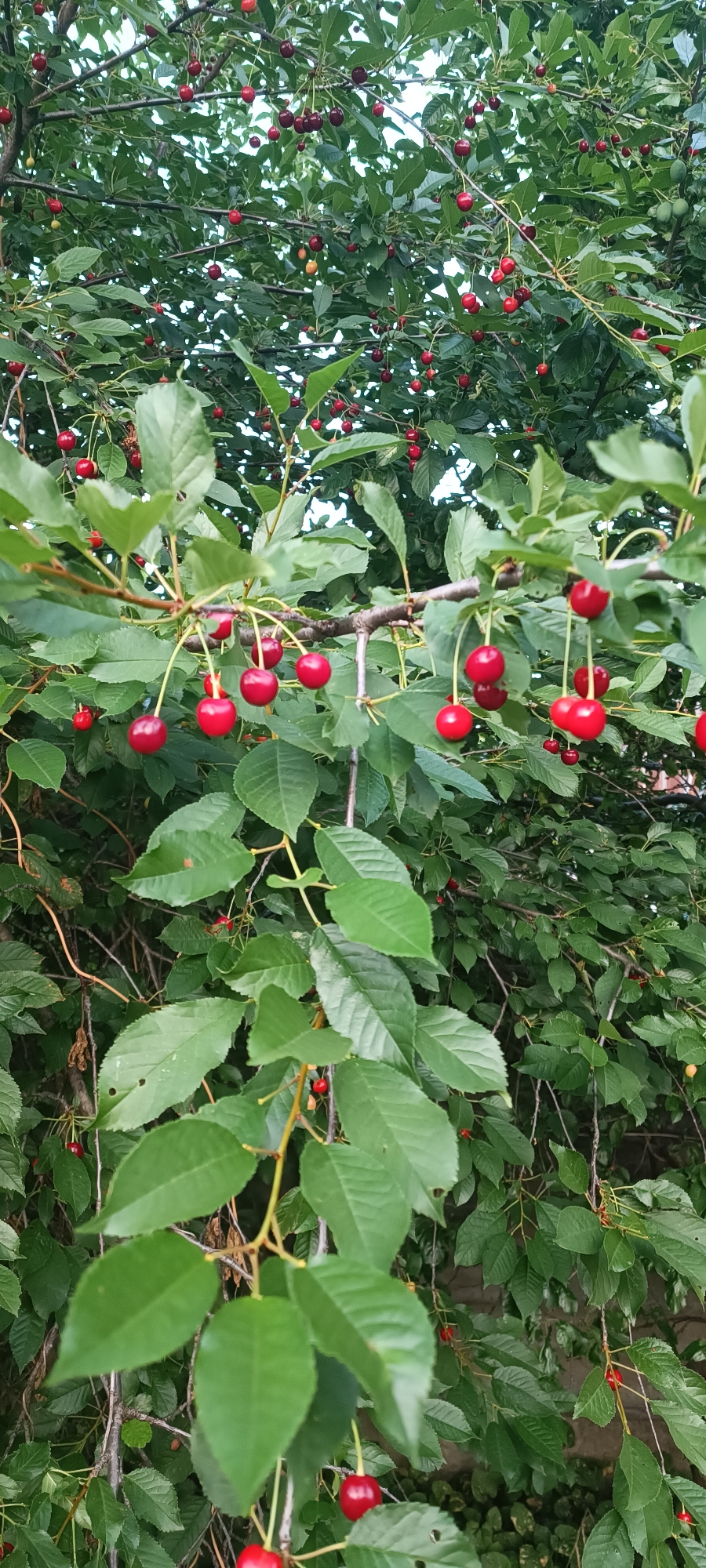 This media file is a vertical, close-up shot of a cherry tree laden with ripe, red cherries. The focus is on the branches, leaves, and the abundant fruit, showcasing a lush and natural scene. The cherry tree is densely packed with bright red cherries, many of which are clustered together on thin stems. Some cherries are single, while others hang in pairs or small groups. The leaves are a vibrant green, varying in size and shape, and create a full backdrop for the red fruit. The branches of the tree are visible, some thin and delicate, others thicker and gnarled.
The scene suggests a bountiful harvest, implying a time of peak ripeness for the cherries. The lighting appears to be natural daylight, with soft shadows, suggesting it could be late morning or early afternoon. The abundance of fruit and the healthy green leaves point to a favorable growing season. The overall impression is one of natural beauty and the richness of nature's produce. There are no people or visible text in the image. The location context is Zaporizhzhia, Ukraine, suggesting this is a common sight in orchards or gardens in the region during cherry season. The setting is outdoors, amidst the foliage of a cherry tree.