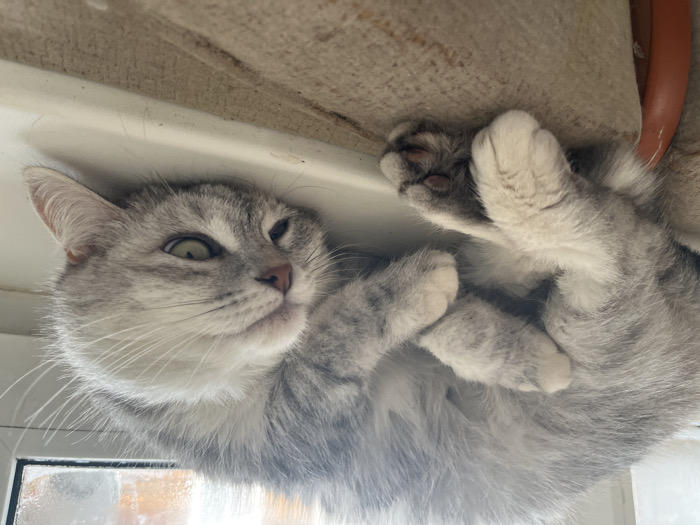 An indoor close-up shot, captured in Chaikovsky, Russia, depicts a short-haired grey and white tabby cat resting on its left side. The cat is curled on a white windowsill or ledge, with its head inverted and resting flat, partially open green eyes directed towards the viewer. Its fur is a mix of light grey and white with distinct darker grey tabby stripes. White fur is prominent on its paws and muzzle, with visible dark pink paw pads on the extended hind paws. Below the cat's lower body, a textured beige fabric surface is visible, beneath which a curved orange object, possibly a pipe, protrudes from the left side. A white-framed window is in the background, showing a blurred and somewhat opaque exterior view, indicating natural light.