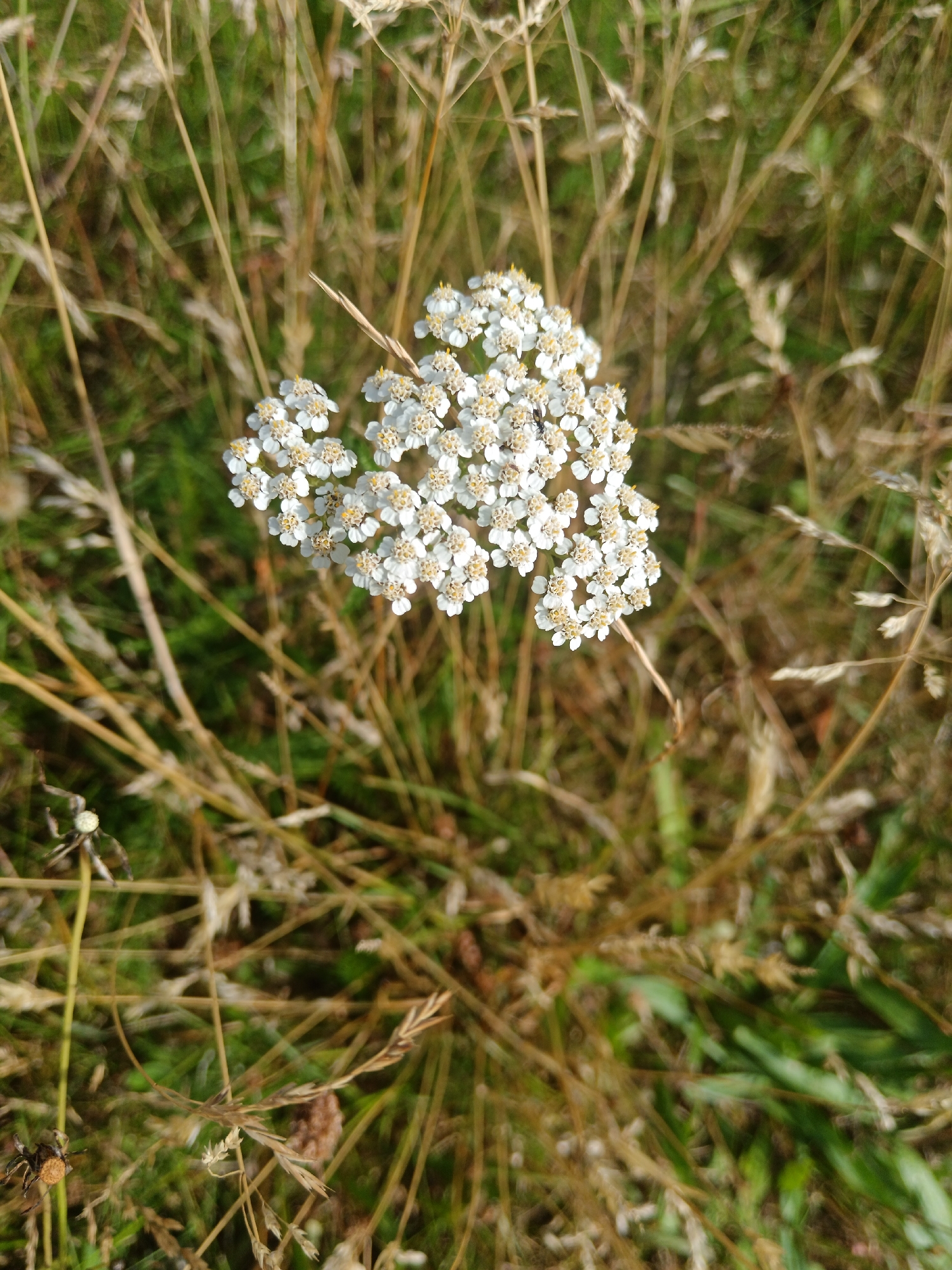 This image depicts a close-up view of a cluster of small white flowers, possibly yarrow, in a grassy, dry field. The flowers have delicate petals and yellow centers, forming a flat-topped inflorescence. The surrounding environment consists of tall, dry grasses and other wild vegetation, creating a natural, untamed setting. The lighting suggests it is daytime, with sunlight casting shadows and highlighting textures. There are no visible signs of human activity or structures, indicating a rural or natural environment. The image does not provide specific clues about its location within Varel, Germany, but it is consistent with a natural landscape found in such a region.