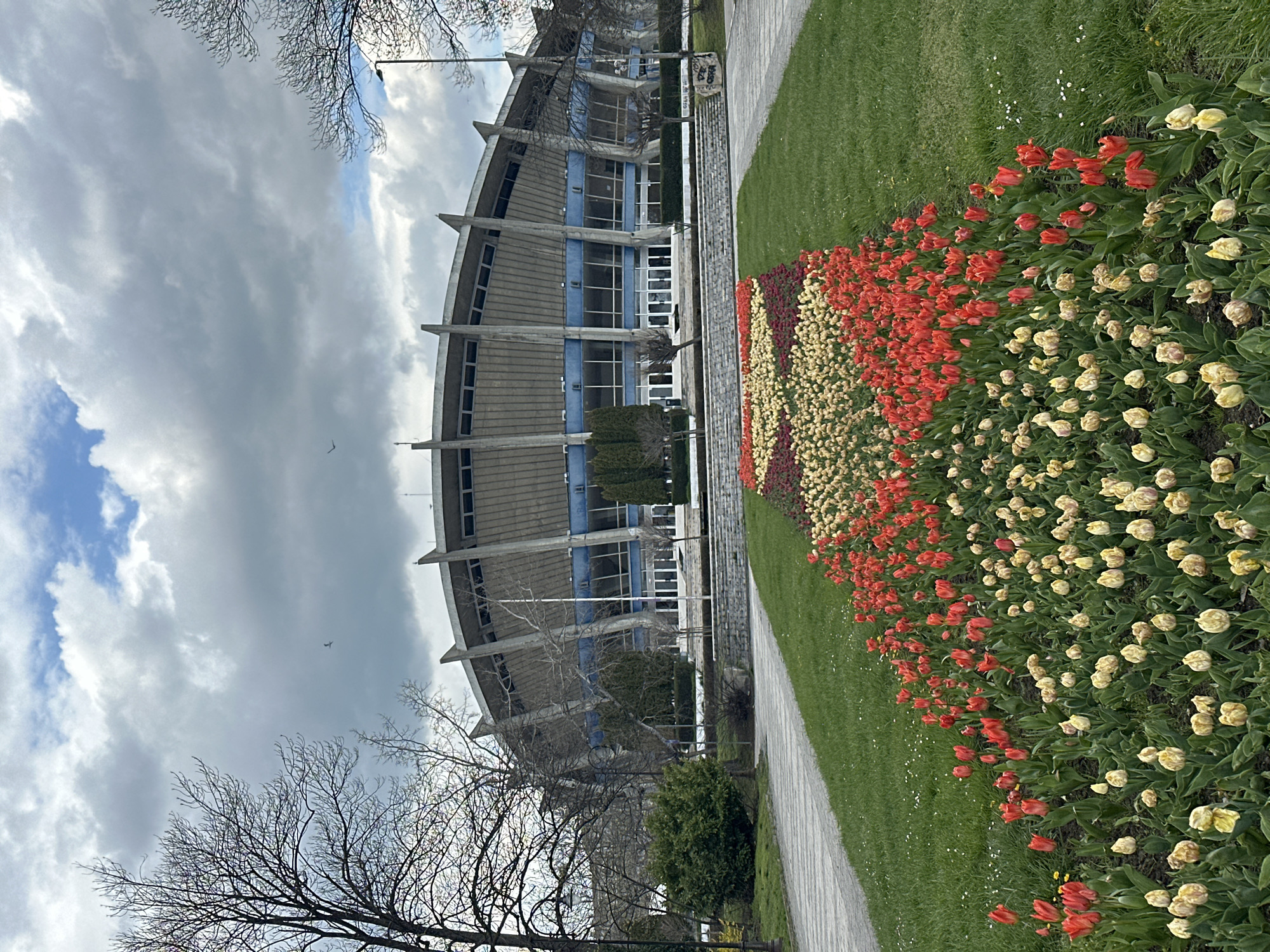 The image depicts the Palace of Culture and Sports in Varna, Bulgaria, showcasing a curved architectural design with concrete supports and blue-framed windows. In the foreground, a flower bed displays an arrangement of tulips in red, white, and yellow, along a paved pathway bordering a grassy area. A bare tree branch occupies the lower left corner of the frame. Above the building, the sky is covered with grey clouds, with a few patches of blue visible.