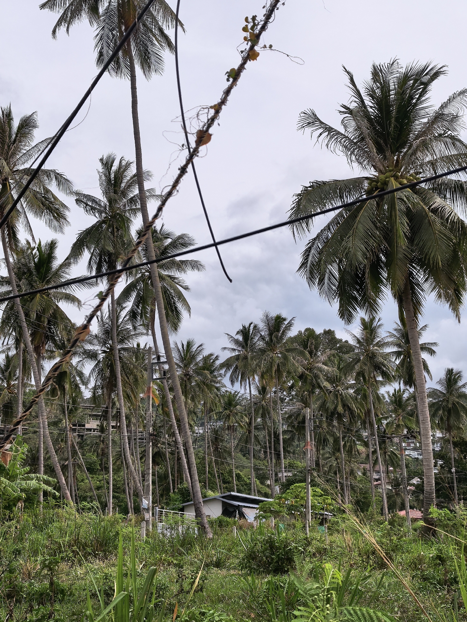 The image captures a dense grove of palm trees on a hillside, possibly in the Ko Samui District of Thailand. Overhead, electrical wires crisscross the frame, with one vine-covered wire in the foreground. The sky is overcast with gray clouds. In the mid-ground, a cluster of houses with dark roofs are visible amongst the trees, and some structures appear to be under construction or unfinished. The foreground is dominated by lush, green vegetation, including tall grasses and leafy plants.