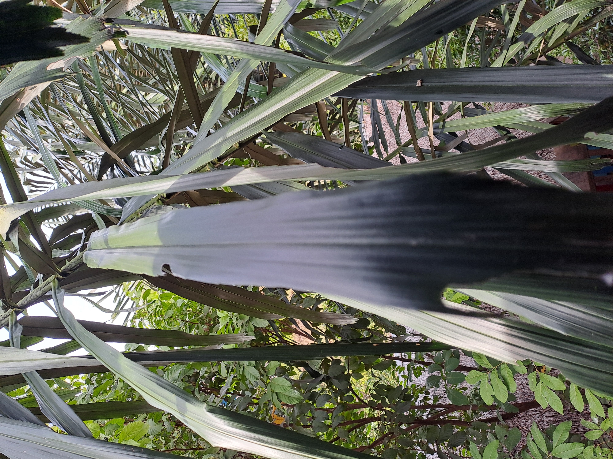 The image shows a close-up view of a tall plant with long, green, and striped leaves, set against a background of more foliage and a hint of a thatched roof structure. The plant's leaves are the primary focus, with one large leaf prominently featured in the center, displaying a gradient of color from light green at the top to dark green and black at the bottom. The sunlight creates highlights and shadows on the leaves, emphasizing their texture and form. In the background, lighter green leaves from other plants are visible, along with what appears to be a woven or thatched roof, suggesting an outdoor setting. The scene is likely in Geulanggang Baro, Indonesia, given the context. There are no people or animals visible in the image.