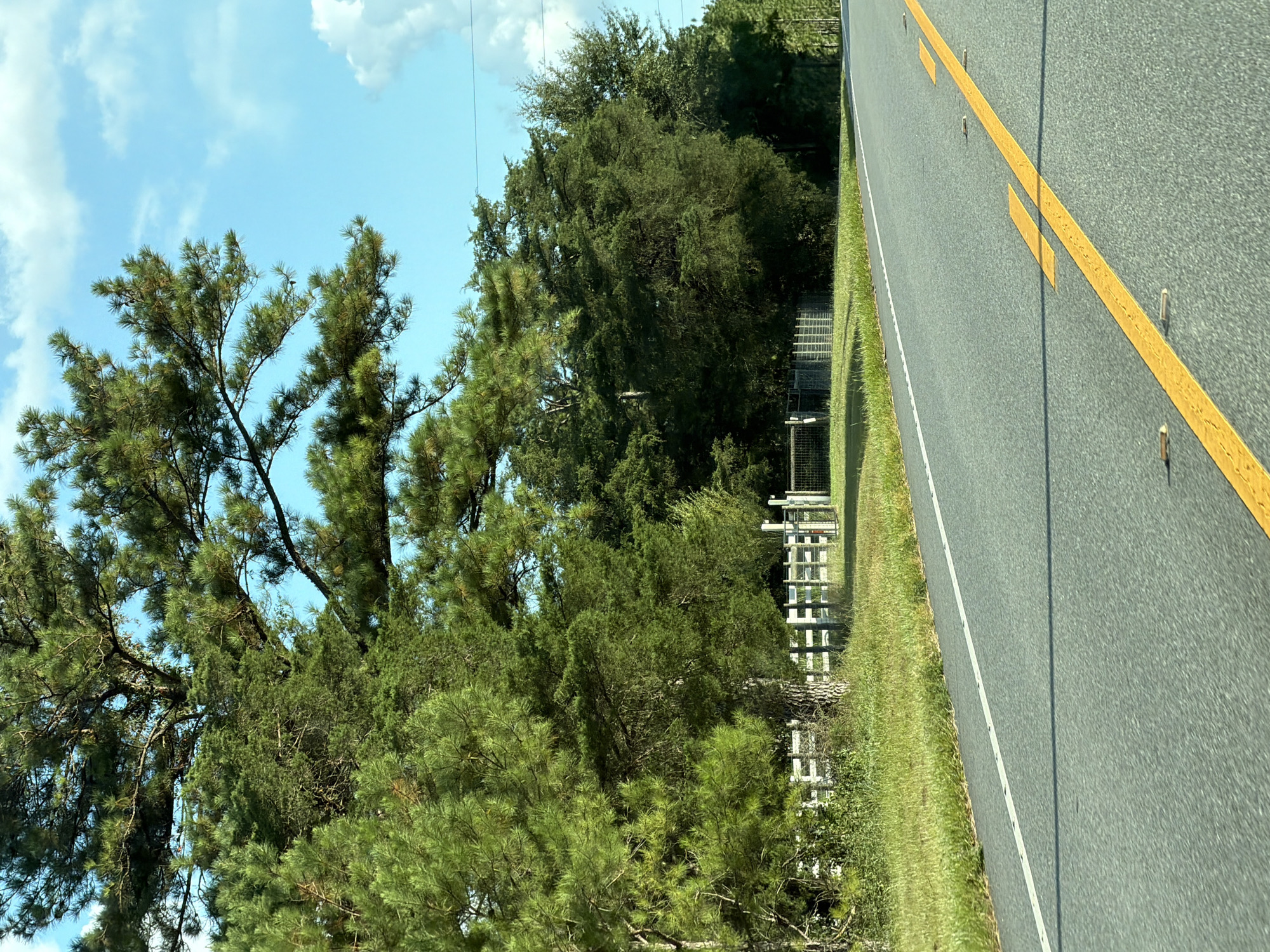 A paved road with yellow and white lane markings curves to the right, bordered by a grassy shoulder. Beyond the shoulder is a white wooden fence and a wire fence, behind which is a dense line of trees. A large pine tree with green needles dominates the left side of the frame, its branches extending over the road. The sky above is blue with scattered white clouds. The scene appears to be a roadside view in a rural or semi-rural area. No people or specific identifiable landmarks in Cannon Town are visible.