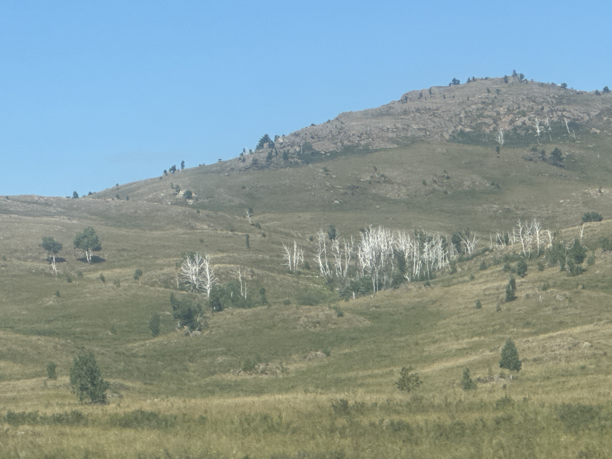 The image depicts a natural landscape with a clear blue sky above a hilly terrain. The foreground is filled with dry, golden grass, suggesting a dry season or arid environment. Further back, the hills are covered in green and brown vegetation, with scattered trees and patches of bare earth or rocks. A prominent feature is a cluster of white, bare trees on the mid-ground, possibly dead birch trees, stark against the green slopes. In the background, a large, rocky hill rises, with sparse vegetation and a few scattered trees near its summit. The overall scene is one of a rural, natural environment, possibly a hillside in a steppe or mountainous region. The image is likely taken in the city of Baymak, Russia, given the context provided. There are no people, animals, or man-made structures visible in the image.