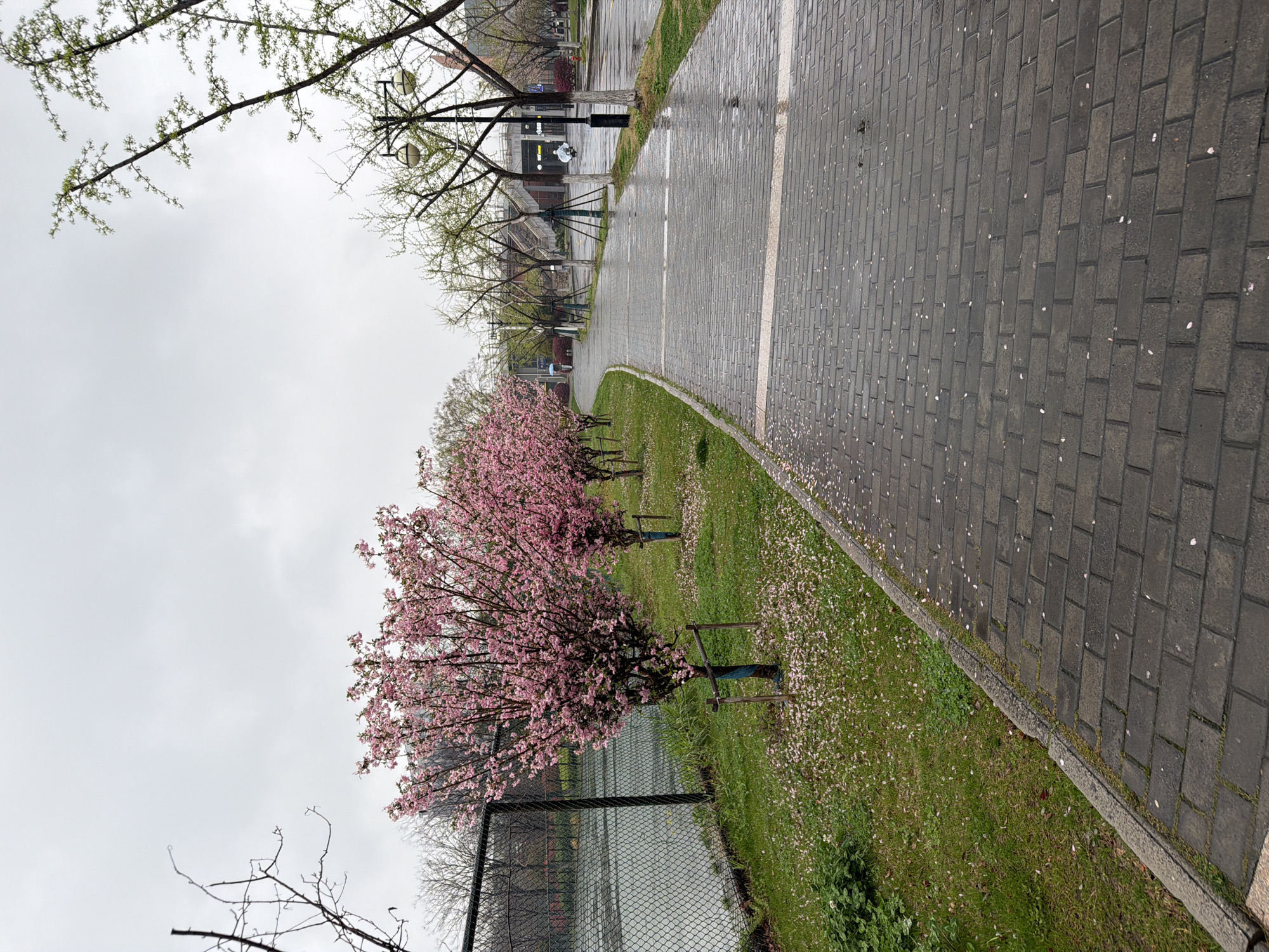 The image depicts an outdoor scene in Jiangning District, China. A grey brick walkway extends into the distance. It is lined on one side by a grassy area featuring several small trees with pink blossoms, likely cherry blossoms, and a chain-link fence. The walkway appears wet, suggesting recent or ongoing rain. In the background, indistinct buildings and streetlights are visible, obscured by the overcast sky.