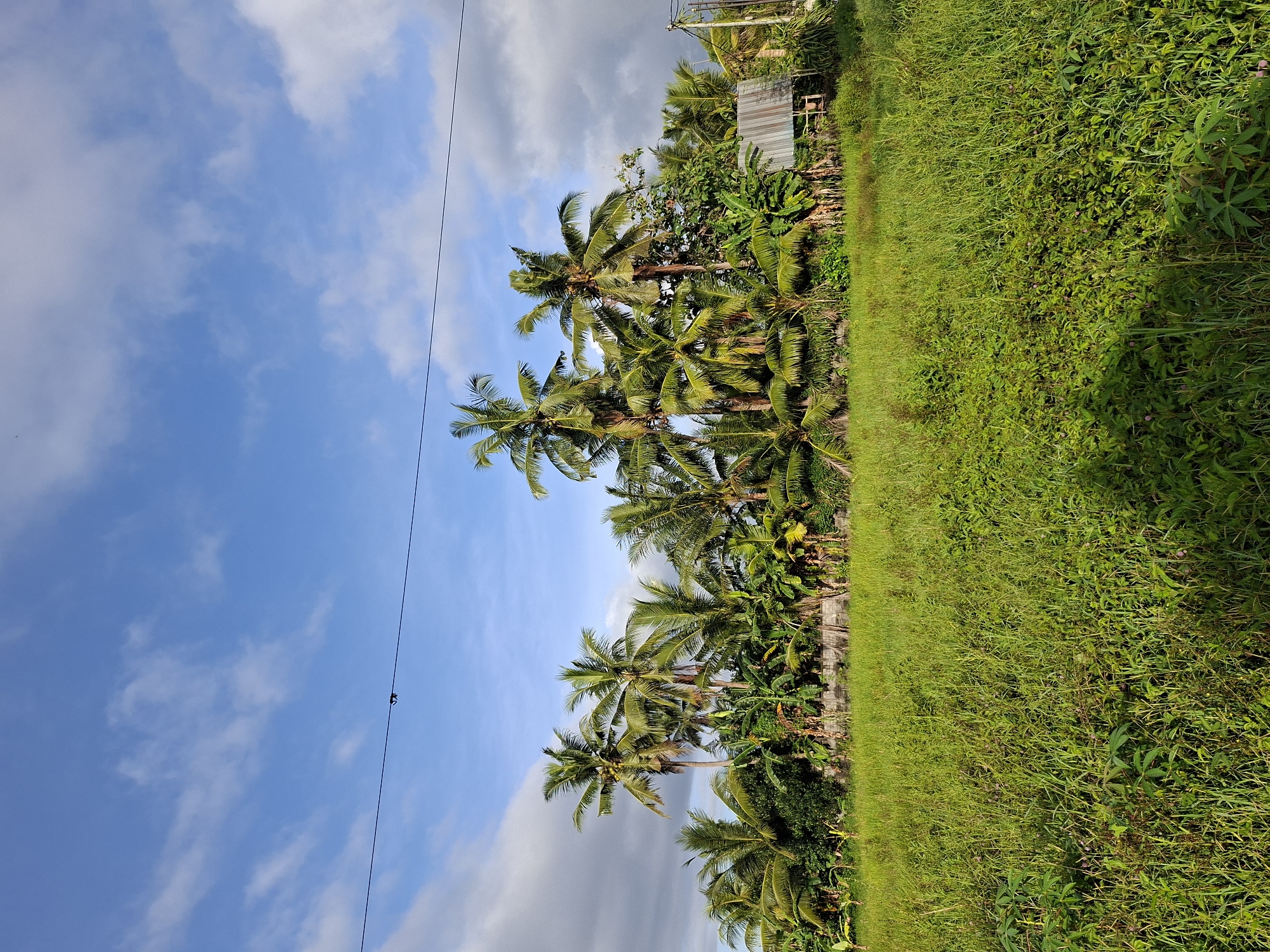 The image shows a scene in Lodtunduh, Indonesia. Several coconut trees line the border between a grassy area and a sky filled with blue and white clouds. A utility wire stretches across the upper left of the frame. The grassy area appears overgrown and untamed. In the background, what seems to be a metallic structure is visible through the trees. No people or actions are immediately discernible. The environment is humid and tropical.