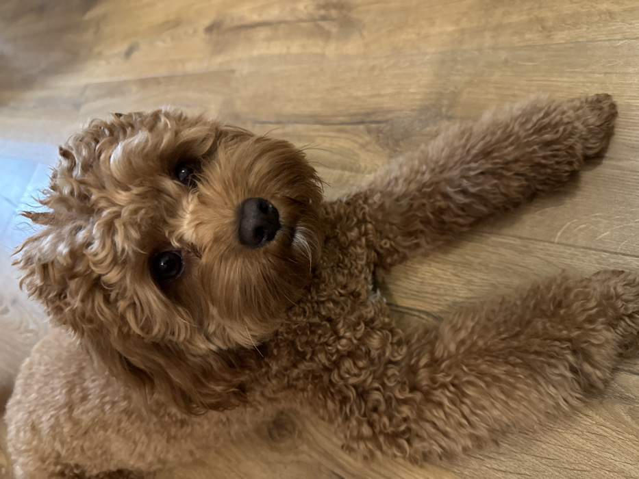A fluffy, reddish-brown dog lies on a wooden floor, looking directly up at the viewer with an engaging expression. The dog has curly fur, dark, expressive eyes, and a black nose. Its head is slightly tilted to the right, and the fur around its face appears a bit lighter than the rest of its body. The dog is lying on its belly with its front paws stretched out to the sides. The background consists of light brown wooden flooring with distinct grain patterns and seams between the planks. The lighting suggests an indoor setting, and there are subtle reflections visible on the wooden surface and in the dog's eyes. No text is visible in the image.