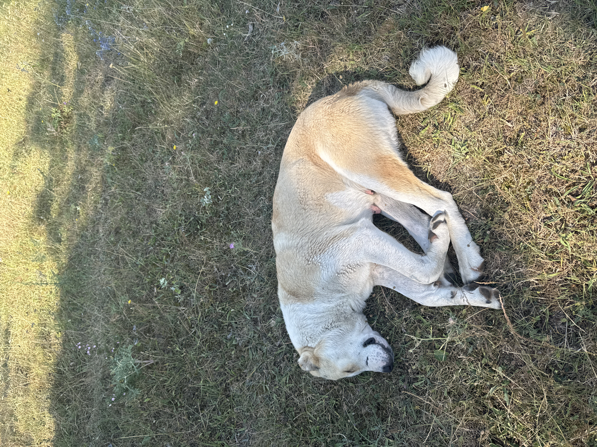 A light-colored dog with patches of darker fur is sleeping on its side on a grassy field. The dog's eyes are closed, and its mouth is slightly open. Its legs are bent and tucked under its body, and its tail is curled. The grass is dry and yellow in some areas, with scattered green patches and small wildflowers. Sunlight casts a shadow from an unseen object onto the grass to the left of the dog. The scene appears to be outdoors, in a natural environment, possibly Kvemo Khvedureti, Georgia.