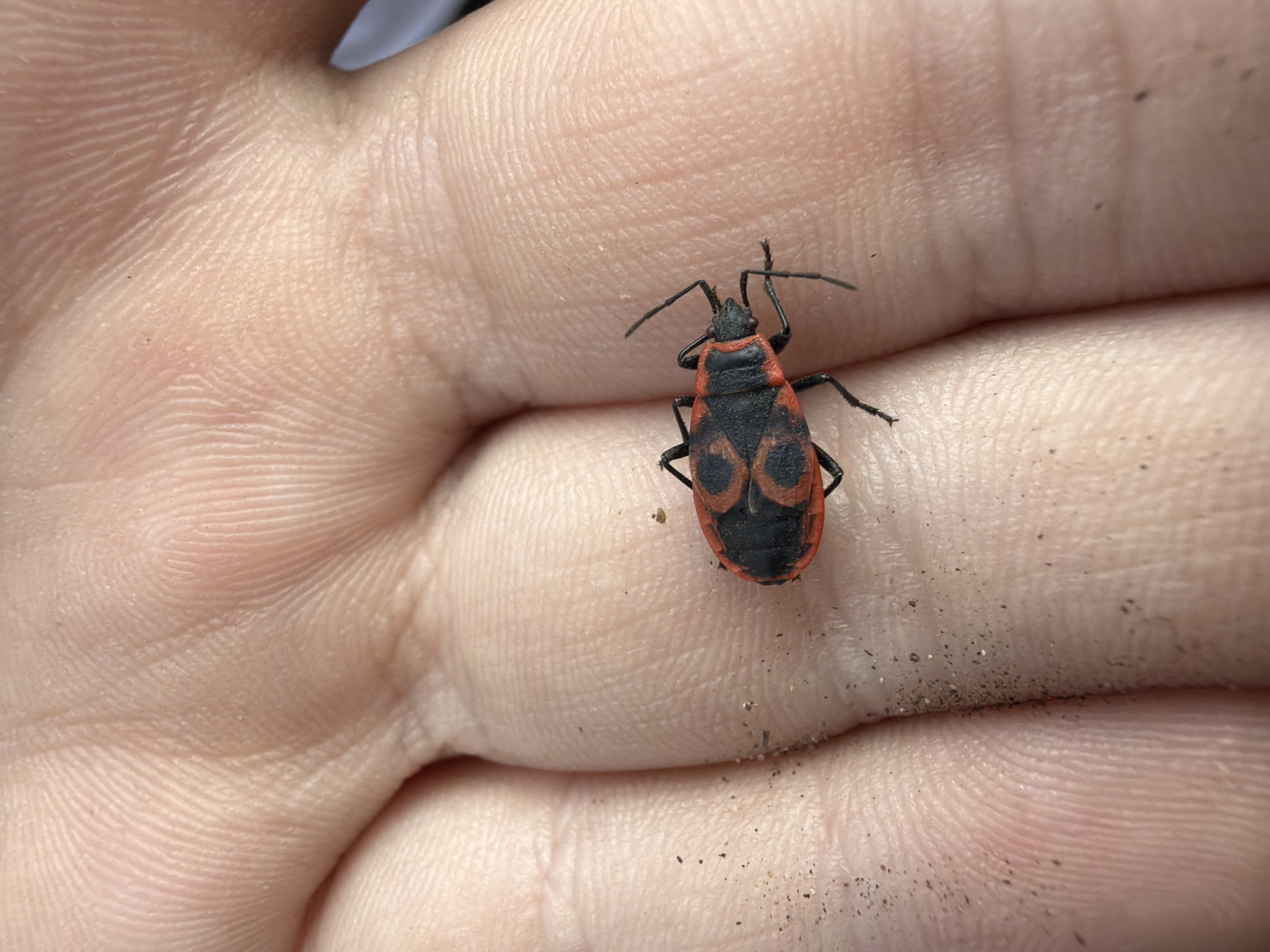 A medium close-up shot depicts a red and black bug resting on the palm of a human hand. The bug has a distinct pattern of black spots on its red body. The background is blurred, focusing attention on the insect and the texture of the human skin. There is debris on the palm. There is no information to determine the location as Izhevsk, Russia.