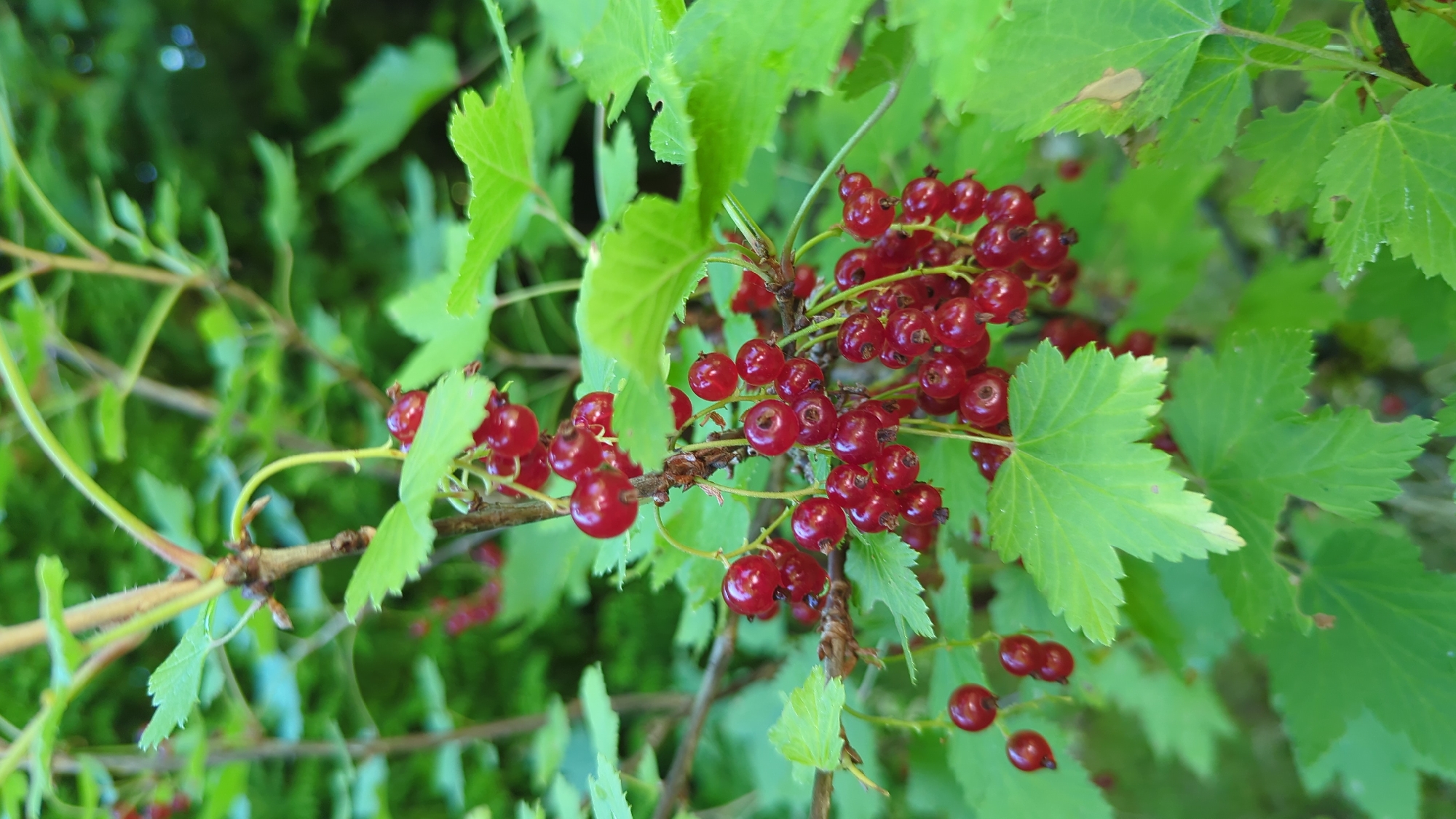 The image shows a close-up of a cluster of ripe red currants hanging from a branch of a currant bush, surrounded by green leaves. The currants are small, round, and a deep red color, some with visible stems. The leaves are lobed and serrated, with a vibrant green hue. The background is a blur of green foliage, suggesting a natural outdoor environment. The image appears to be taken in Kløfta, Norway, likely in a garden or natural setting where currant bushes are grown. There are no people or animals visible in the image.