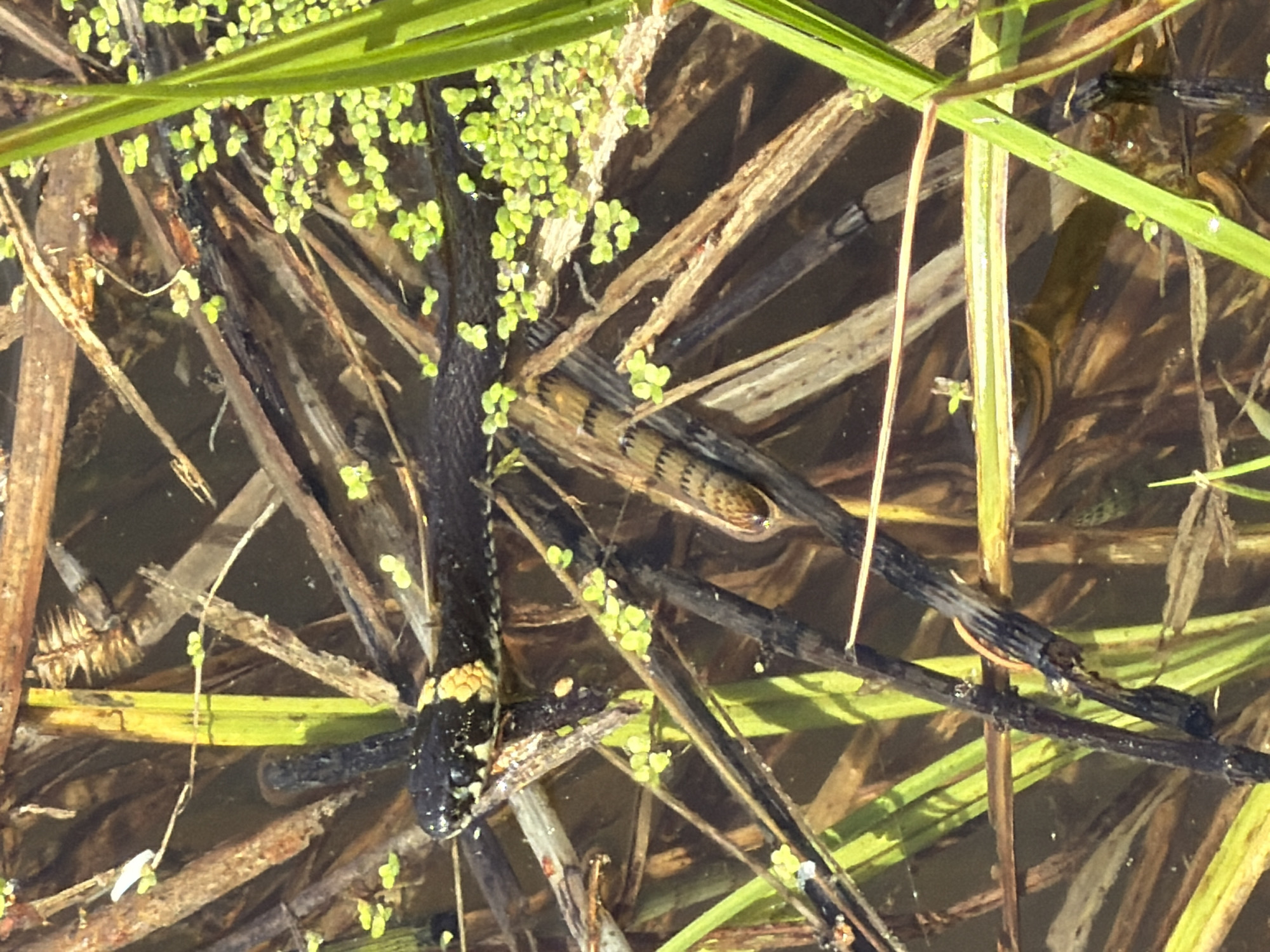 The image shows a snake in a body of water, possibly a swamp or marsh, interspersed with grass and vegetation. The snake has a dark head with yellow markings and a body with striped patterns. The water is murky and contains dead plant matter. The location is presumed to be near Ural'skoe, Russia, based on the prompt. No people are visible.