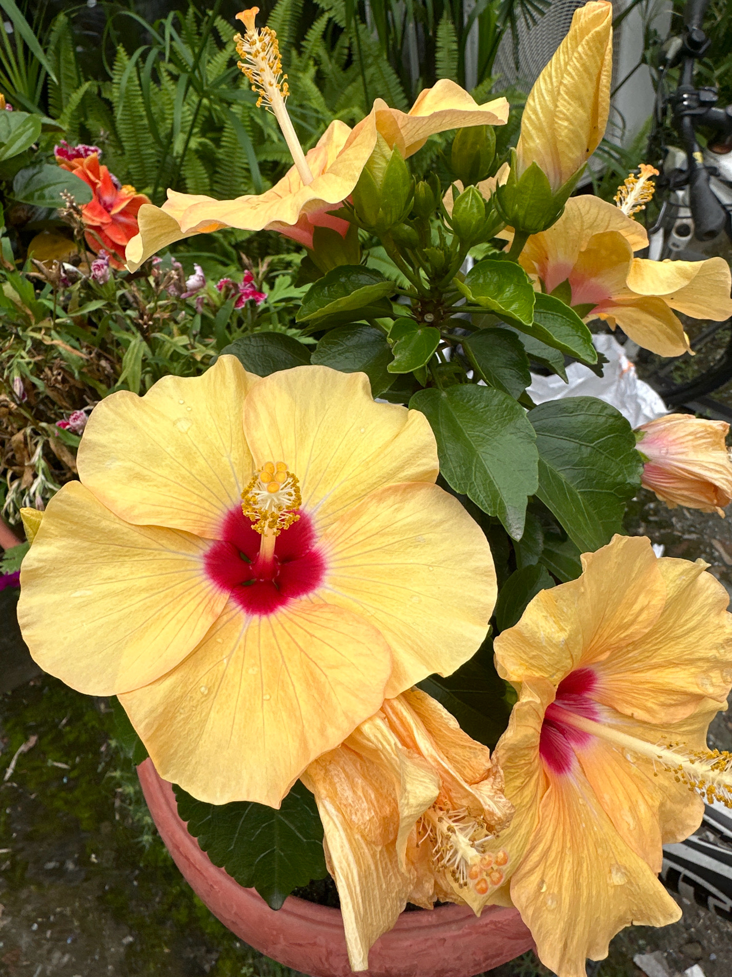 The image shows a close-up of several yellow hibiscus flowers with red centers, blooming in a terracotta pot. The flowers are in various stages of bloom, with some fully open, one budding, and others wilting. Green leaves and stems are visible, along with some other plants and foliage in the background, including ferns. A bicycle is partially visible on the right side of the image. The scene appears to be an outdoor setting, possibly a garden or a balcony, in Lalitpur, Nepal, judging by the context provided by the prompt. The lighting suggests it might be a cloudy day or late afternoon, as there are some water droplets on the petals, possibly from rain or watering.