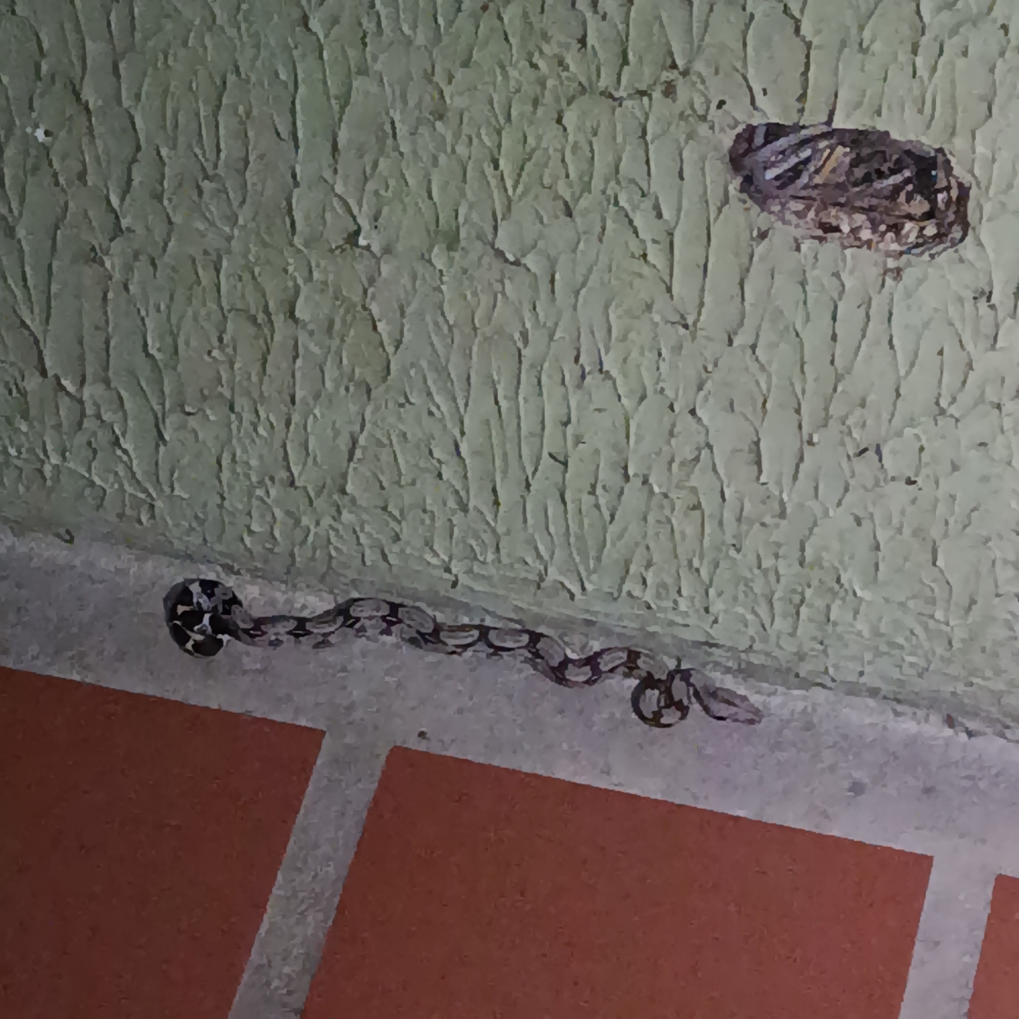 The image displays a close-up view of a snake positioned along the base of a wall, where it meets a tiled floor. The wall is painted a light green color and features a heavily textured, stucco-like surface with prominent vertical ridges. In the upper right portion of the wall, there is a small, dark, irregular-shaped hole or cavity.
The floor consists of large, reddish-brown rectangular tiles separated by lighter-colored grout lines. The snake, which appears to be a constrictor species, has distinctive patterns of light brown and beige scales interspersed with darker, saddle-shaped or oval markings outlined in lighter tones. Its body is coiled, with its head visible on the left, tucked against the wall.
The lighting is dim, suggesting it may be nighttime or an indoor area with low illumination, as indicated by the muted colors and lack of strong shadows. The setting appears to be a man-made structure, potentially a porch, patio, or interior space in Los Guayos, Venezuela. No specific activity beyond the snake's presence is depicted, and no human subjects or visible text are present in the frame.