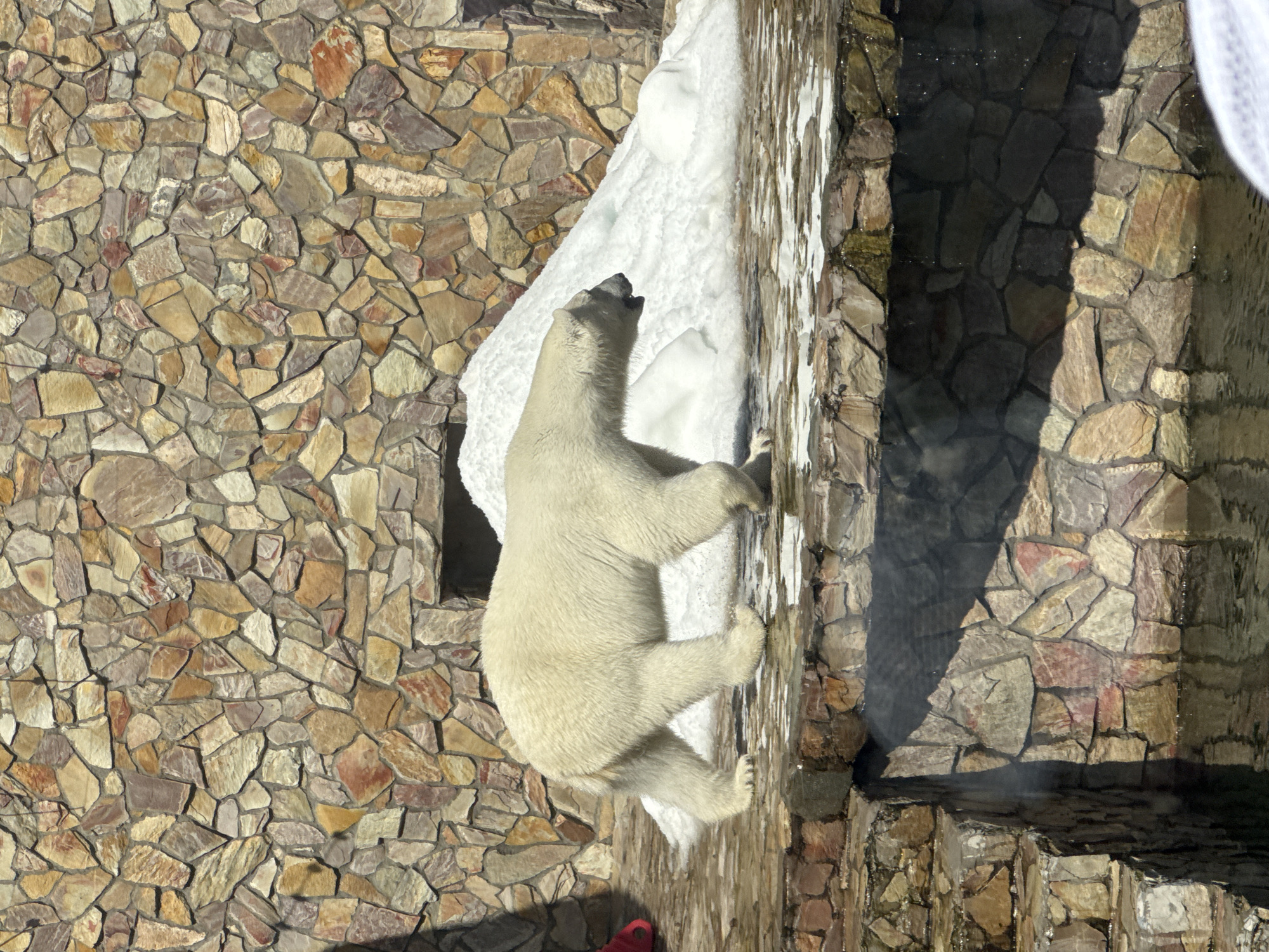 A polar bear walks across a stone platform near a pile of snow. The bear is white and appears to be a adult. It is facing to the right of the frame and its head is down. The stone platform is made of rough, irregular stones. Behind the platform, a wall of similar stones rises. To the right of the platform, a large pile of snow is visible. The polar bear is in an enclosure, likely at the Leningrad Zoo in Saint Petersburg, Russia. The enclosure appears to be designed to mimic the bear's natural habitat, with rocks and snow. The lighting suggests it is daytime and sunny.
