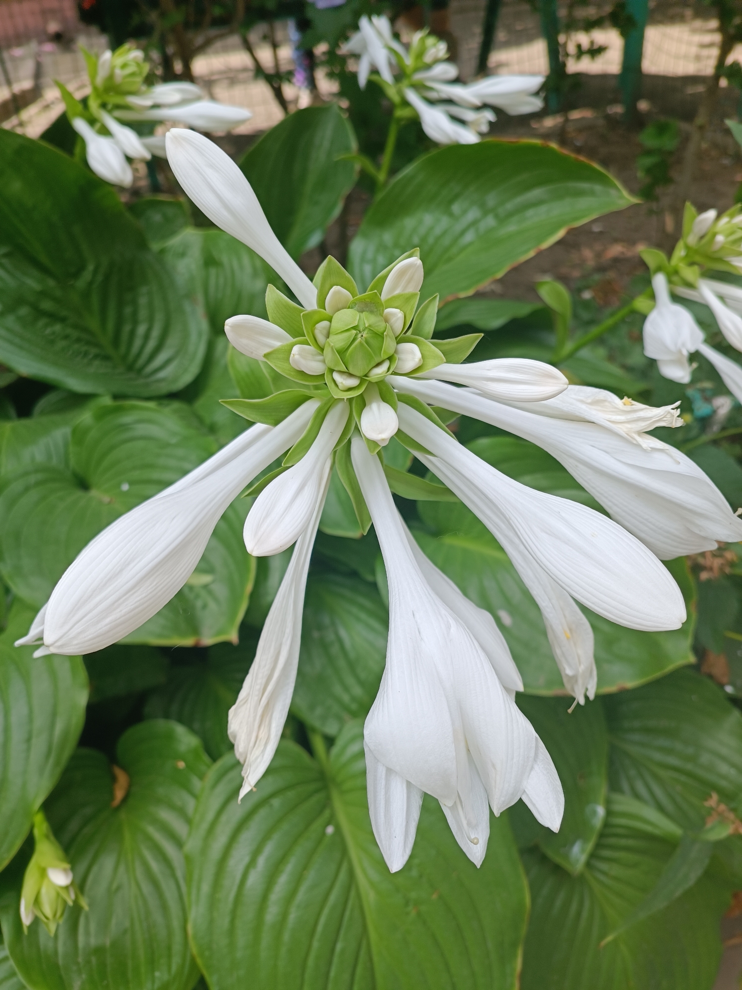 A close-up, eye-level, outdoor shot focuses on a white Hosta flower in bloom. The flower is the primary subject, with its delicate, trumpet-shaped petals unfurling from a central cluster of green buds. The petals are a pure white, with subtle vertical striations visible. The background is filled with lush, dark green Hosta leaves, creating a rich, textured backdrop. In the upper background, blurred elements suggest a garden setting with hints of fencing and foliage. The lighting is natural, highlighting the textures of the petals and leaves. This scene appears to be located in a garden within the city of Zaporizhzhia, Ukraine.