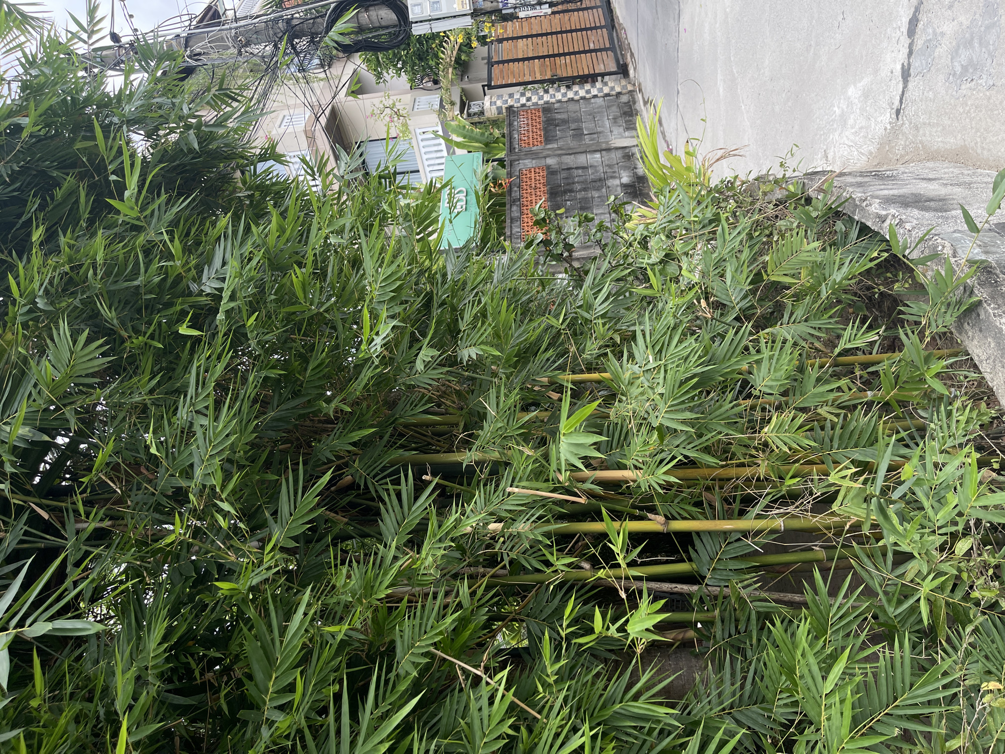 The image depicts a narrow, paved street in Hoi An, Vietnam, flanked by a concrete retaining wall on the left and a wall with an ornate gate on the right. A dense thicket of bamboo grows on the left side of the retaining wall, obscuring most of the view of the wall itself and the building behind it. The building appears to be a multi-story structure with light-colored walls and a balcony. A green sign with some writing on it is visible on the building. Utility poles and a tangle of wires are present on the right side of the image, adjacent to the building. The sky is overcast, suggesting a cloudy day. The scene is peaceful and appears to be residential or commercial.