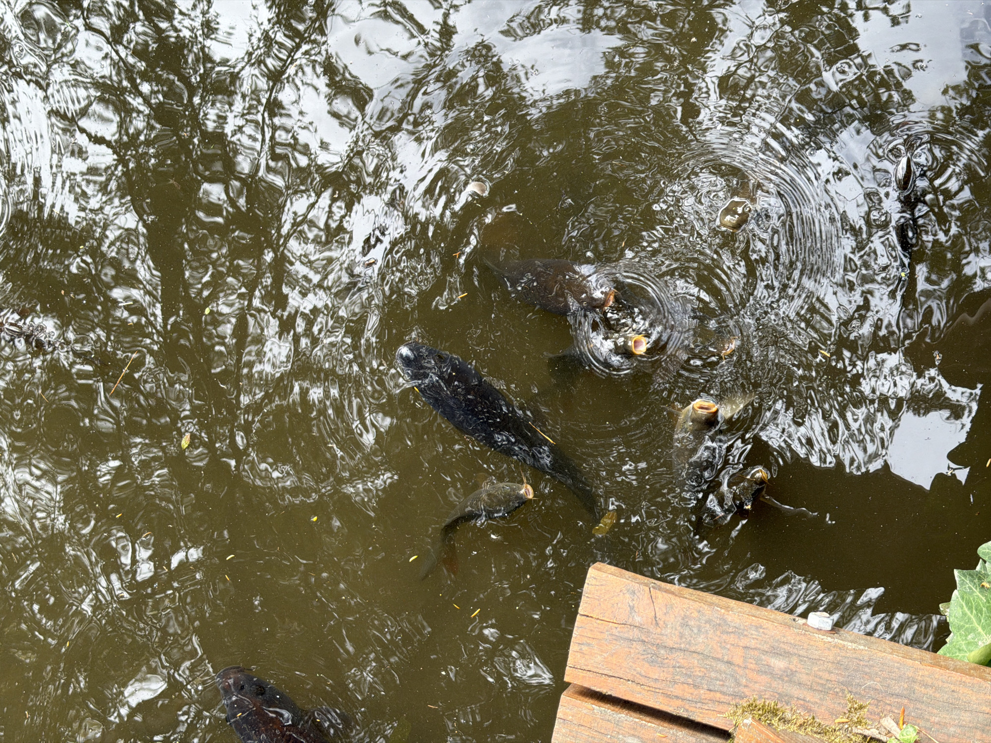 The image shows a murky pond with several koi fish swimming. One koi fish is visible on the left side of the image, partially submerged with its head above the water. In the center, a larger koi fish is swimming towards the right, while another koi is below it. Towards the bottom of the image, several smaller koi are gathered. A wooden structure, possibly a dock or a pier, is visible on the left side. The water's surface is rippled, reflecting the surrounding environment, which is characteristic of a natural pond. The image does not provide any specific details about its location in the city of La Riche, France.