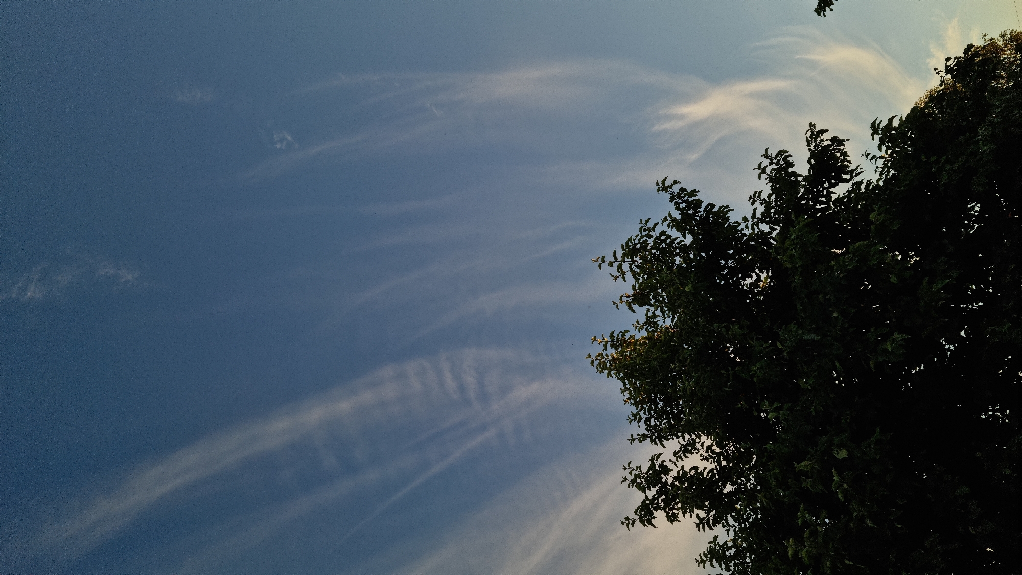 The image captures a view of the sky with a tree in the foreground, taken from a low angle. The sky is a deep blue, with wispy white clouds streaking across it, suggesting fair weather. The sun appears to be setting or rising, as indicated by the warm glow on some of the clouds and the silhouette of the tree. The tree is lush and green, with dense foliage that partially obscures the sky. The scene is tranquil and natural, likely an outdoor setting in a rural or suburban area, consistent with the location context of Vysokoe, Russia. There are no people or discernible objects, and no visible text. The overall mood is peaceful and serene, with a focus on the natural beauty of the sky and trees.