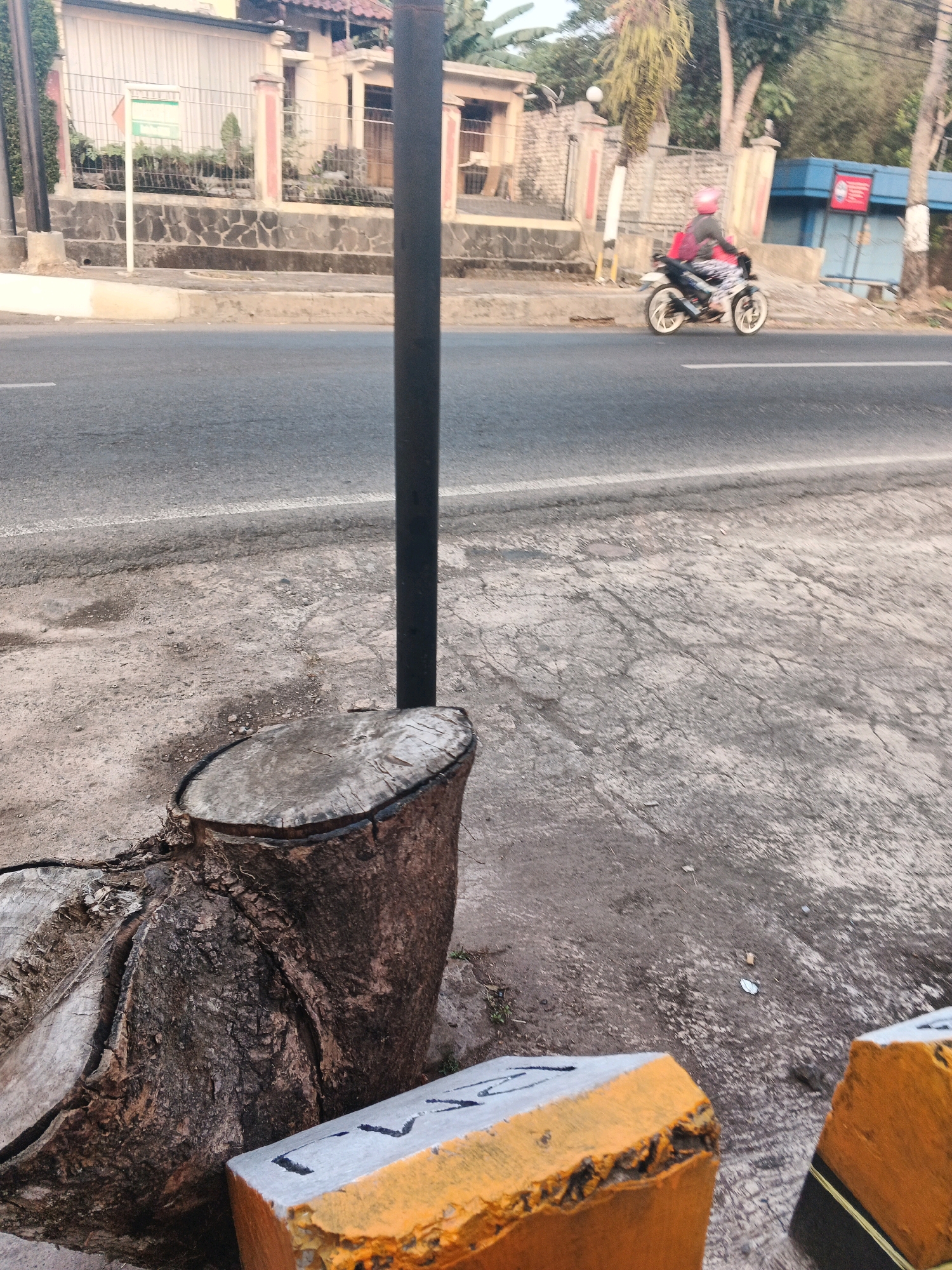 A motorcyclist wearing a pink helmet and a dark jacket rides a white and black motorcycle on a paved road in Semarang, Indonesia. The road has a white dividing line. In the foreground, a tree stump with visible rings and rough bark is positioned on a concrete surface. Two concrete blocks with yellow and white markings are also visible in the foreground. In the background, a building with a tiled roof and stone wall is seen. Trees and foliage are present in the background. The sky is overcast.