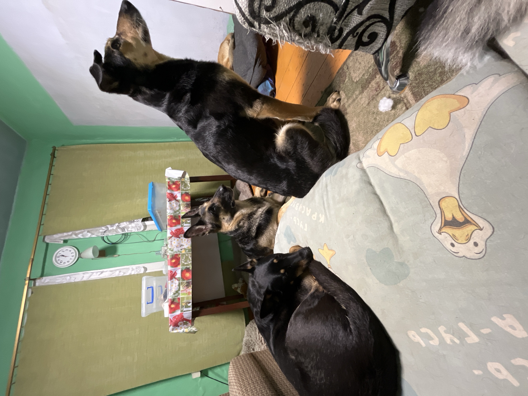 The image captures an indoor scene in Nizhny Tagil, Russia, featuring four dogs within a domestic environment. In the foreground, a black dog with tan markings is curled and resting on a light green cushion, which displays cartoon duck/goose illustrations and Cyrillic text ("ГУСЬ КРАСИВ"). Behind this dog, a tan and black German Shepherd-type dog sits, looking intently to the right. To its right, a larger black and tan dog, possibly a mix, is seated upright on the floor, also focused on something to the right of the frame. Further in the background, a fourth light brown dog is curled up and resting on a dark cushion.
The room's walls are painted light green. On the left, a light brown woven armchair is partially visible. In the mid-ground, a wooden table with a floral tablecloth featuring red and white blossoms holds a clear plastic storage container with a blue handle, a blue-lidded container, and a small bottle. Above the table, a white circular wall clock indicates approximately 12:45, with a white wall lamp positioned below it. White, patterned curtain panels flank the clock and lamp, layered over a lighter curtain. The floor transitions from a patterned rug in the foreground to wooden planks on the right. A small white fluff object and a silver-colored metal item are on the rug near a frayed, grey patterned armchair on the far right. No human subjects are visible. The three attentive dogs appear to be observing an unseen element outside the right edge of the frame.