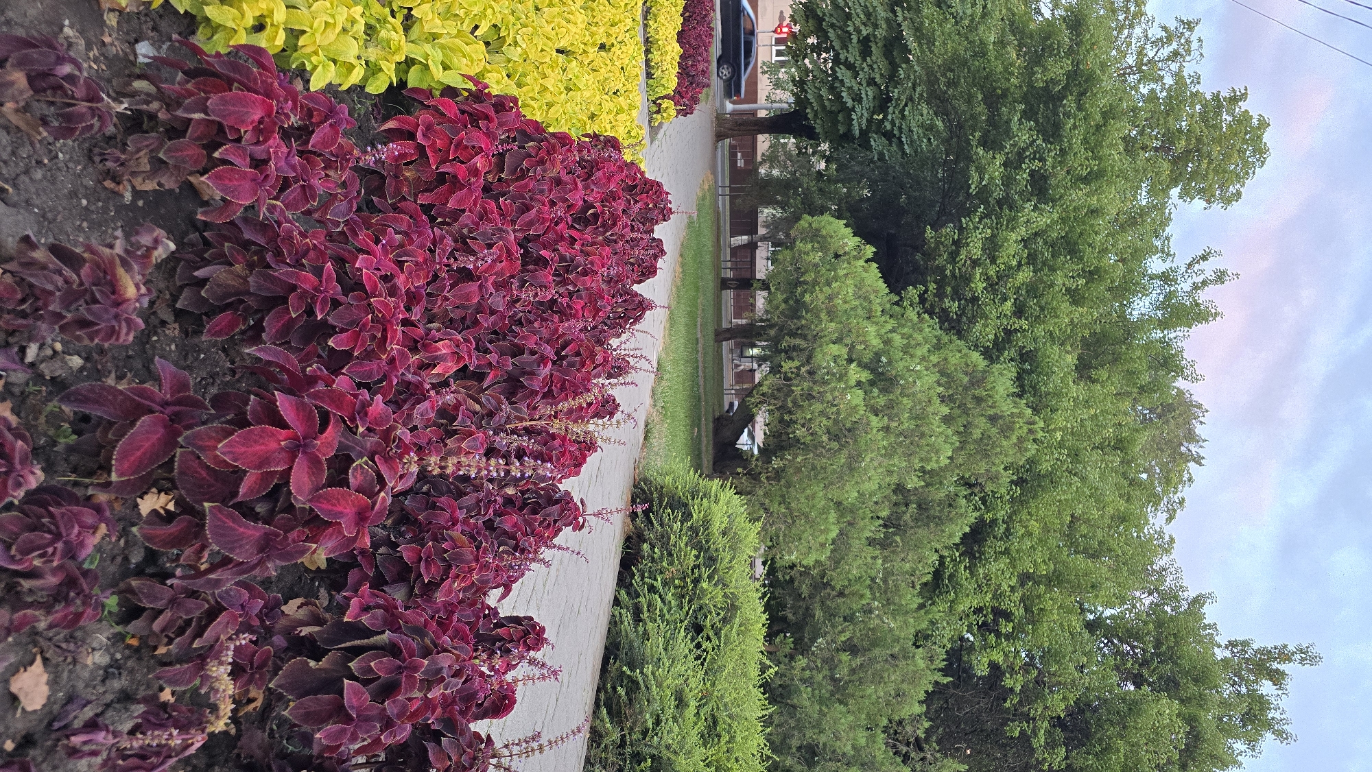 The image depicts a park area in the city of Krasnodar, Russia, featuring a pathway lined with meticulously maintained flower beds. In the foreground, a vibrant display of coleus plants, with their deep burgundy and green foliage, is prominently featured. Adjacent to the coleus, a row of bright yellow plants adds a contrasting splash of color. The pathway itself appears to be paved with grey concrete slabs. Beyond the flower beds and pathway, mature trees with lush green canopies dominate the midground and background. Some of these trees are evergreen, while others are deciduous. In the distance, buildings and a road are visible, with a black car driving on the road. The sky above is overcast with soft, diffused light, suggesting it is either early morning or late evening. The scene is characteristic of a well-kept urban green space designed for public enjoyment.