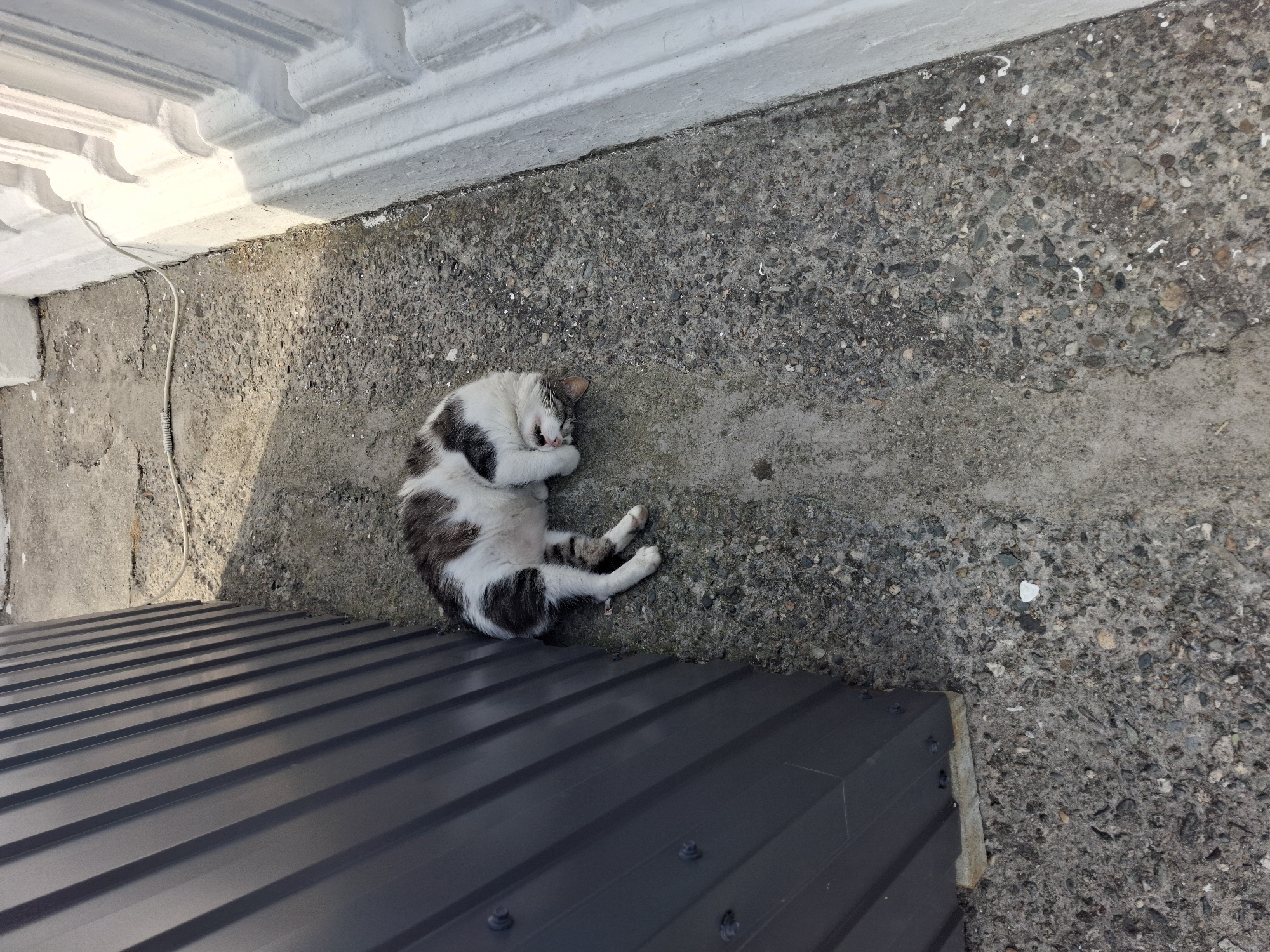 In an outdoor setting, possibly a narrow alleyway in Sochi, Russia, a black and white cat is lying on its side on a textured concrete surface. The cat appears to be sleeping or resting, with its head tucked towards its body. To the left of the cat is a dark gray corrugated metal structure, and to the right is a white concrete wall with decorative elements. The ground is composed of grey concrete interspersed with small pebbles and some cracks. A white electrical cord is visible running along the ground near the white wall. The scene is illuminated by natural light, casting shadows on the ground.