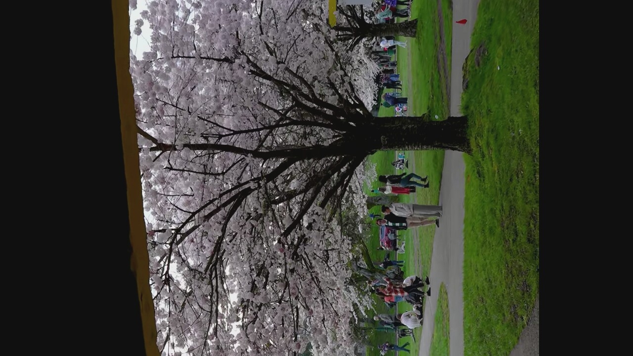 This image shows a view of a park with cherry blossom trees in bloom. In the foreground, a large cherry blossom tree with delicate pink flowers dominates the scene, its branches spread wide. Beyond the tree, a paved pathway winds through the park, with various people enjoying the scenery. Some individuals are walking, while others are sitting or standing in small groups on the green grass. A red flag is visible on the grass to the right of the pathway. In the background, more cherry blossom trees and other park foliage are present, with a glimpse of a building or structure on the far left. The overall impression is one of a pleasant spring day in a park, with the blooming cherry blossoms creating a beautiful backdrop. This scene is characteristic of Queen Elizabeth Park in Vancouver, Canada, which is renowned for its spectacular cherry blossom displays in the spring.