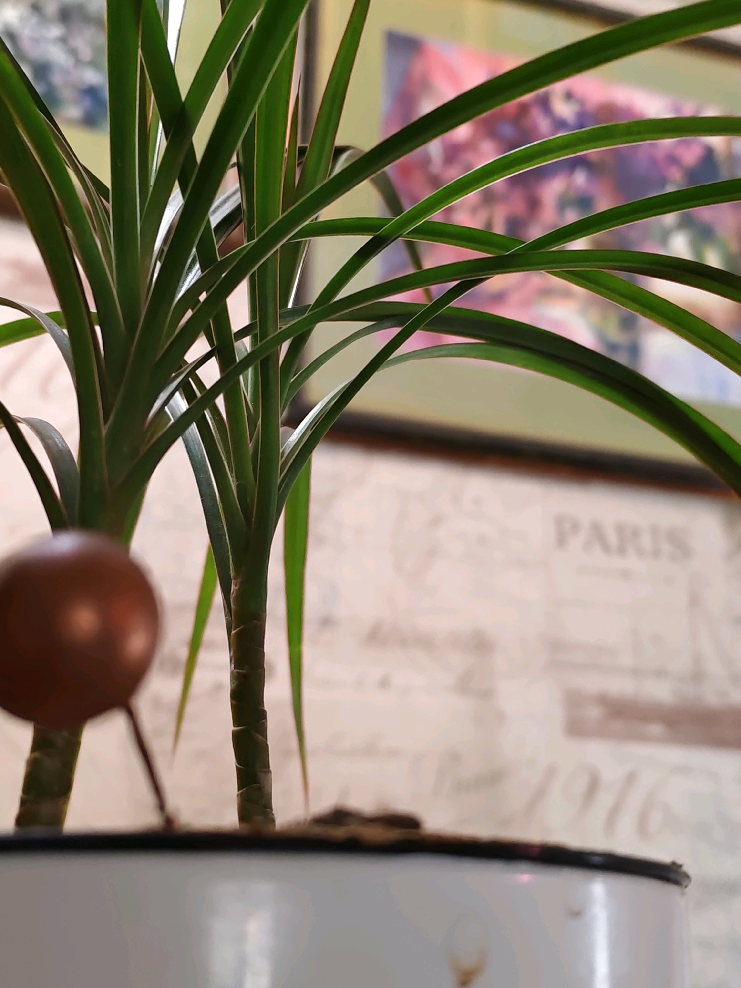 In the foreground of the image, the top rim of a white pot is visible, containing dark soil from which two green plants emerge. The plants have long, slender leaves. To the left of the plants, a small, round, reddish-brown object is affixed to a thin metal rod, which extends upwards and to the left. In the background, a wall is adorned with a light-colored wallpaper featuring script and the partial word "PARIS" and the number "1916". Above the wallpaper, a framed artwork with abstract pink and purple hues is partially visible. The scene appears to be indoors, likely in a domestic setting. The location of Rostov-on-Don, Russia is not discernible from the image.