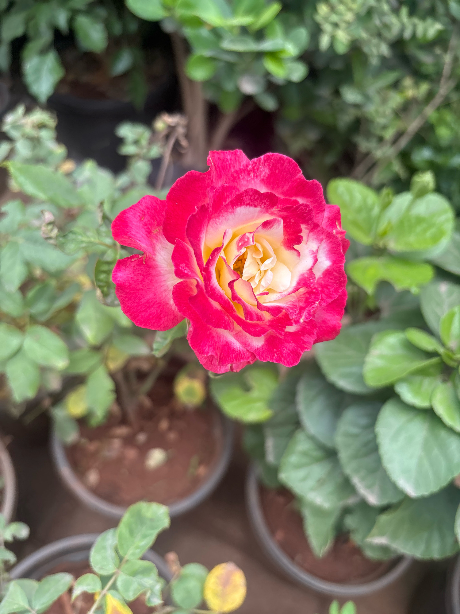 A close-up, vertical shot features a vibrant rose in full bloom, its petals a gradient of deep pink at the edges, fading to a creamy white, and finally a bright yellow at the center. The rose is positioned slightly off-center to the left, with its form dominating the foreground. The background is a soft blur of lush green foliage, suggesting a garden or nursery setting. In the lower portion of the image, blurred dark pots filled with soil are visible, indicating that the plants are potted. The scene is well-lit, likely with natural daylight, highlighting the textures and colors of the rose. There are no people or animals present. The overall impression is one of natural beauty and tranquility. This scene is likely from a nursery or garden in Pune, India, given the commonality of such floral displays in the region.