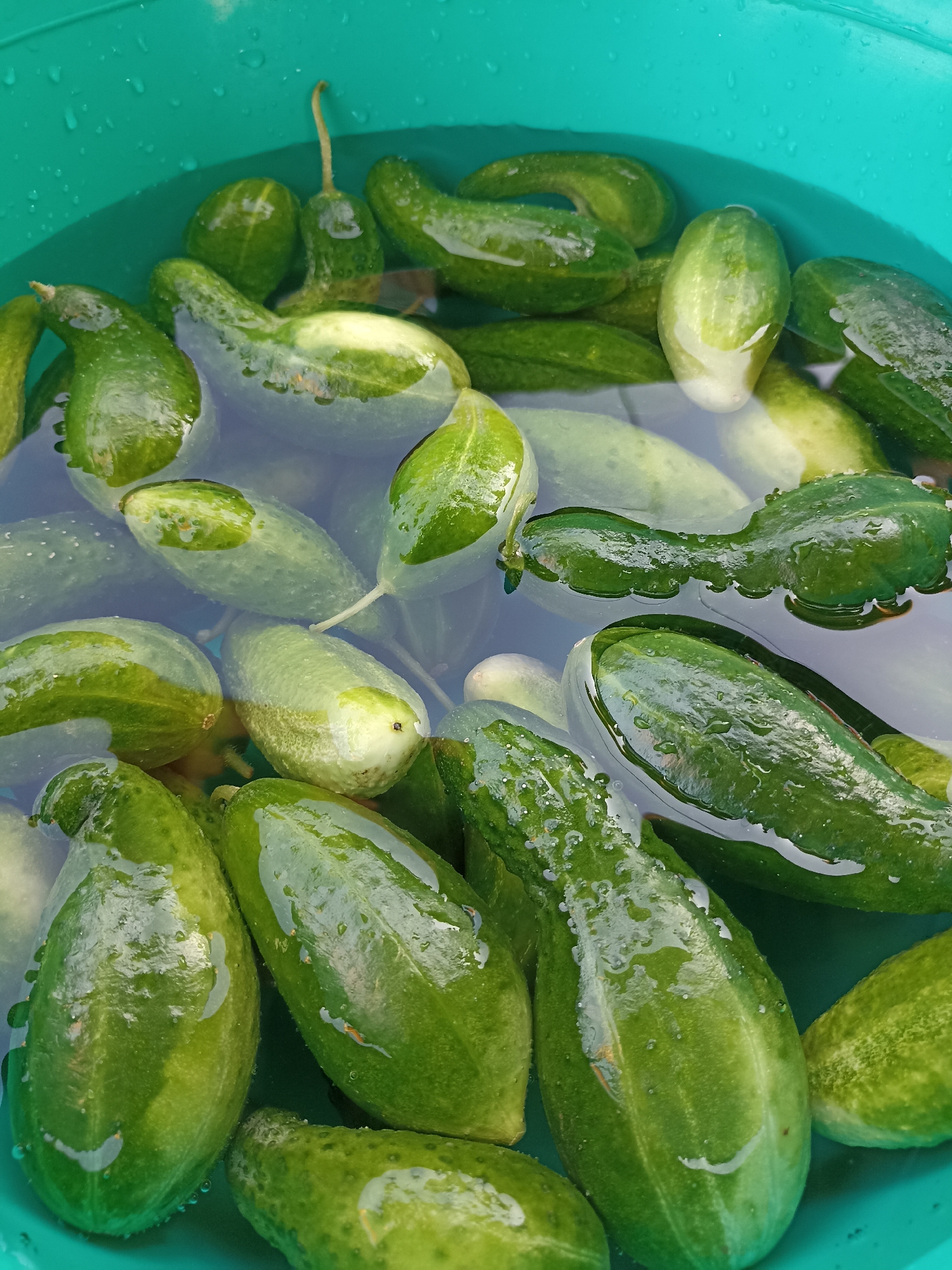 The image shows a close-up, overhead view of a turquoise basin filled with water and numerous pickling cucumbers. The cucumbers are green, some with bumpy skin and others smoother, with visible water droplets clinging to their surfaces. They are submerged in clear water, with some floating and others at the bottom of the basin. The lighting suggests an outdoor setting, possibly in a garden or yard. The location is identified as Малдыкасы, Russia. There are no people or animals present in the image.