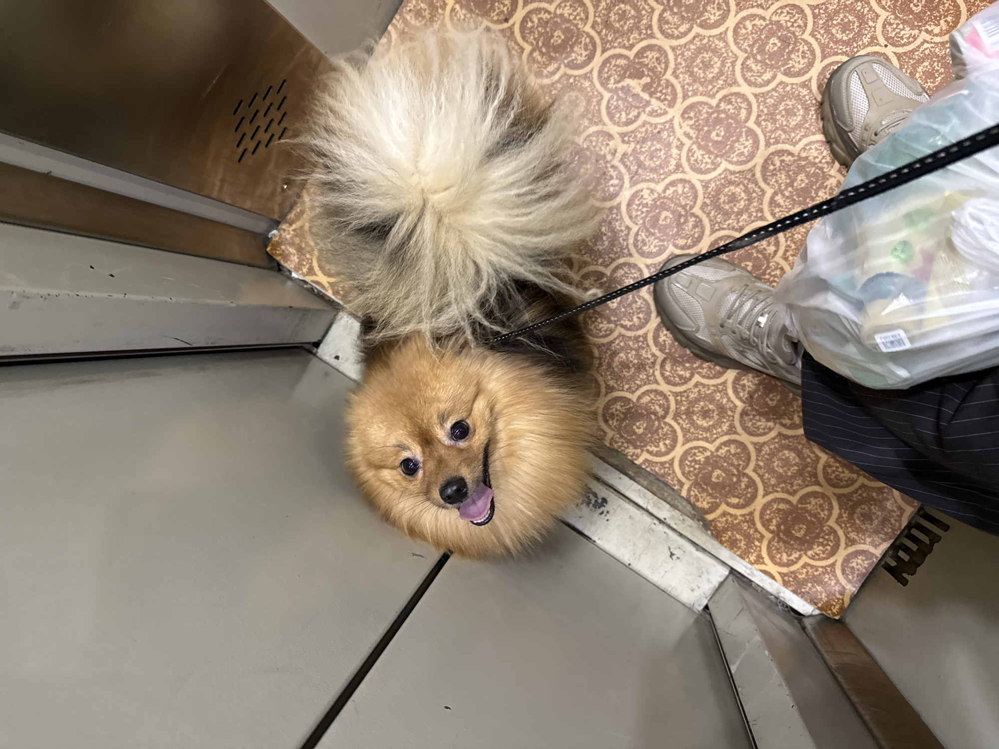 A top-down view captures a small, fluffy dog and the lower half of a person inside what appears to be an elevator. The dog, likely a Pomeranian or a similar breed, has light brown fur and a large, cream-colored, incredibly fluffy tail. It looks directly up at the camera with an open-mouthed, joyful expression, its pink tongue slightly visible.
Beside the dog, a person's feet are visible, clad in light beige or grey athletic sneakers and dark pinstriped pants. The person is holding a clear plastic bag filled with various items, whose specific contents are not clearly identifiable, and a dark leash extends from their hand towards the dog's collar.
The elevator floor features two distinct sections: a warm-toned, patterned mat with a repeating quatrefoil design, and a contrasting plain grey metallic surface. The walls of the elevator are also made of grey metal, with a rectangular array of small horizontal vents visible on the upper left side. The scene is illuminated by artificial indoor lighting.
This candid moment depicts a pet and its owner engaging in a routine activity, likely riding the elevator in a residential or commercial building. The dog's bright, eager expression conveys a sense of happiness and excitement. While specific geographic identifiers are absent from the image itself, the utilitarian setting is consistent with an urban environment like Moscow, Russia. Indecipherable text is visible on a small white label attached to the plastic bag.