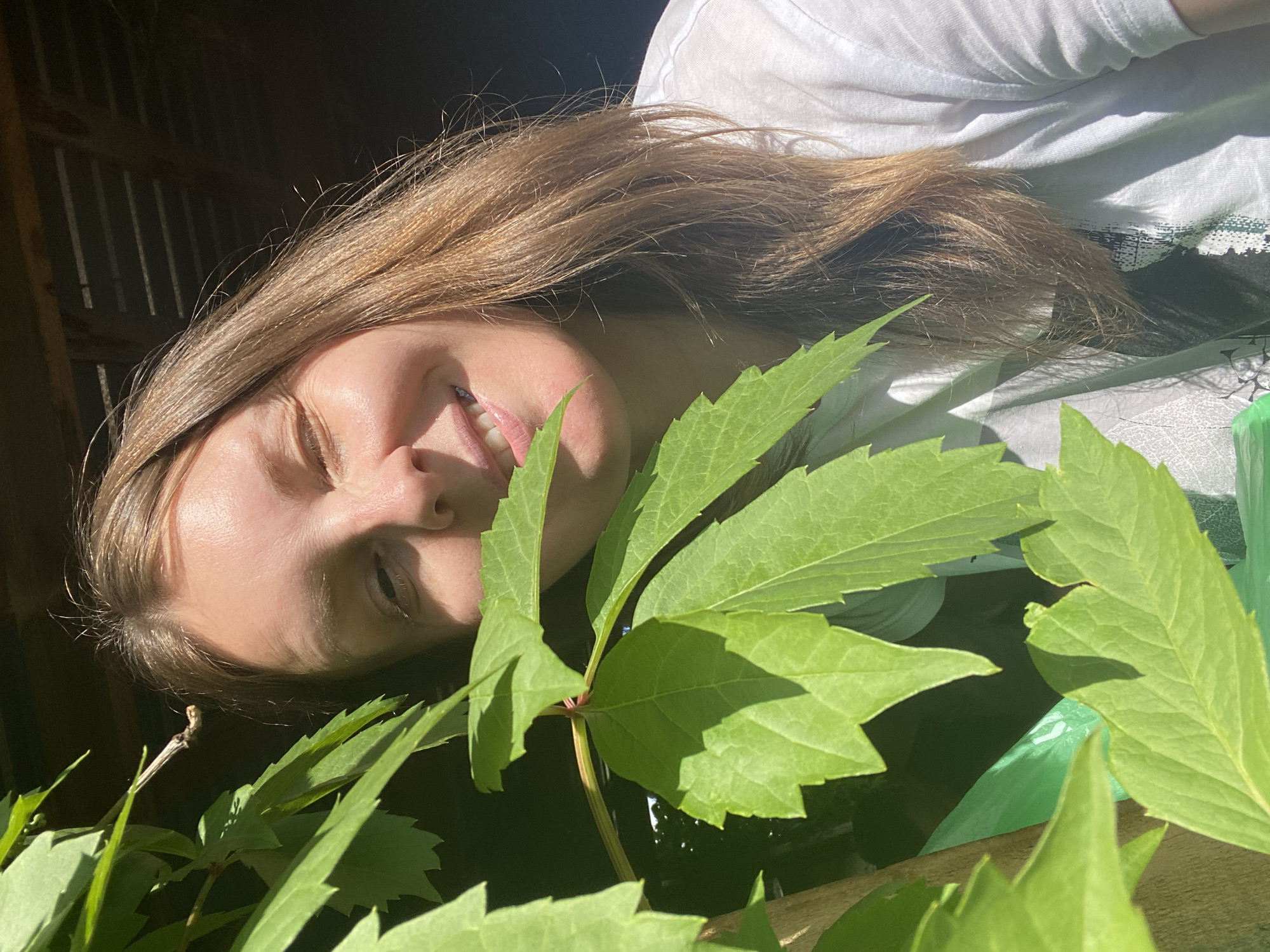 A bright, close-up portrait features a young woman with long, light brown hair, smiling with her eyes partially closed, seemingly enjoying the sunlight. She is wearing a white t-shirt with a faint, dark graphic visible on the fabric. Her face is strongly illuminated by direct sunlight, casting distinct shadows.
Lush green leaves from a plant dominate the foreground and midground, partially framing and obscuring parts of her face and upper body. One prominent leaf stem with multiple broad leaves extends across the center of the image. The background is largely dark and shaded, revealing hints of a structure, including vertical dark slats on the left, possibly a wooden wall or fence. A green plastic bag is partially visible in the lower right corner, beneath the foliage.
The image captures a sunny moment, likely outdoors or in a semi-enclosed space such as a porch or shed, characterized by the strong natural light and shadows. The woman appears relaxed and happy. The scene is set in Chaikovsky, Russia. No discernible text is visible in the media file.