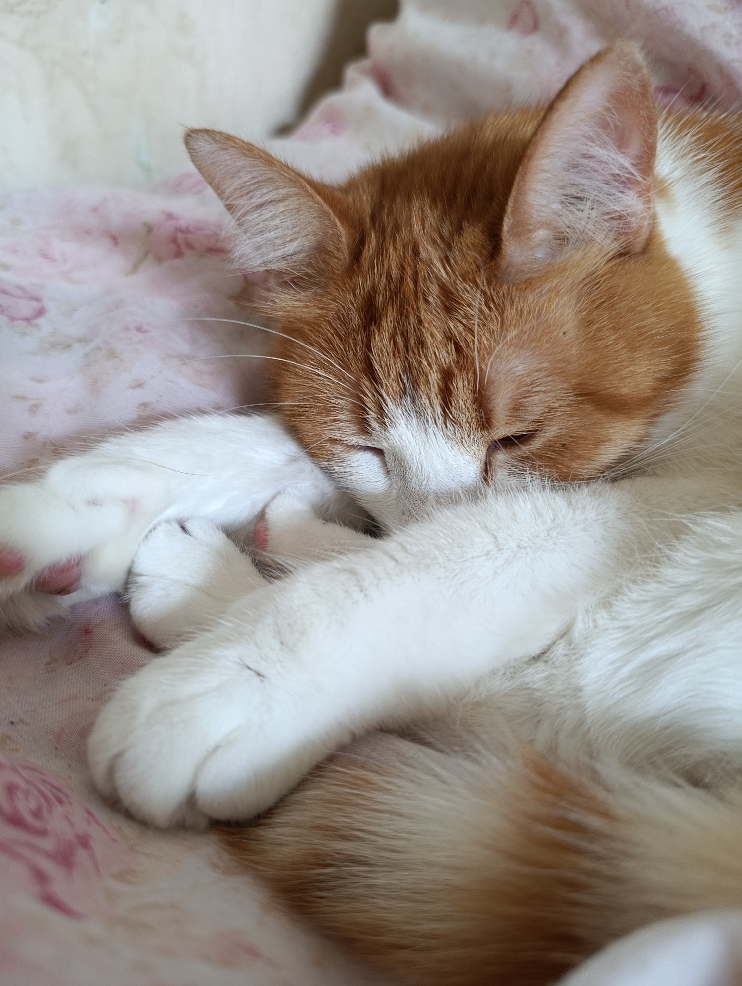 An orange and white cat is sleeping curled up on a pink floral patterned fabric. The cat's eyes are closed and its paws are tucked in. The image is a close-up, focusing on the cat's face and front paws. The background is blurred, suggesting a soft, comfortable environment. There is no information about the location in Cherkasy, Ukraine.