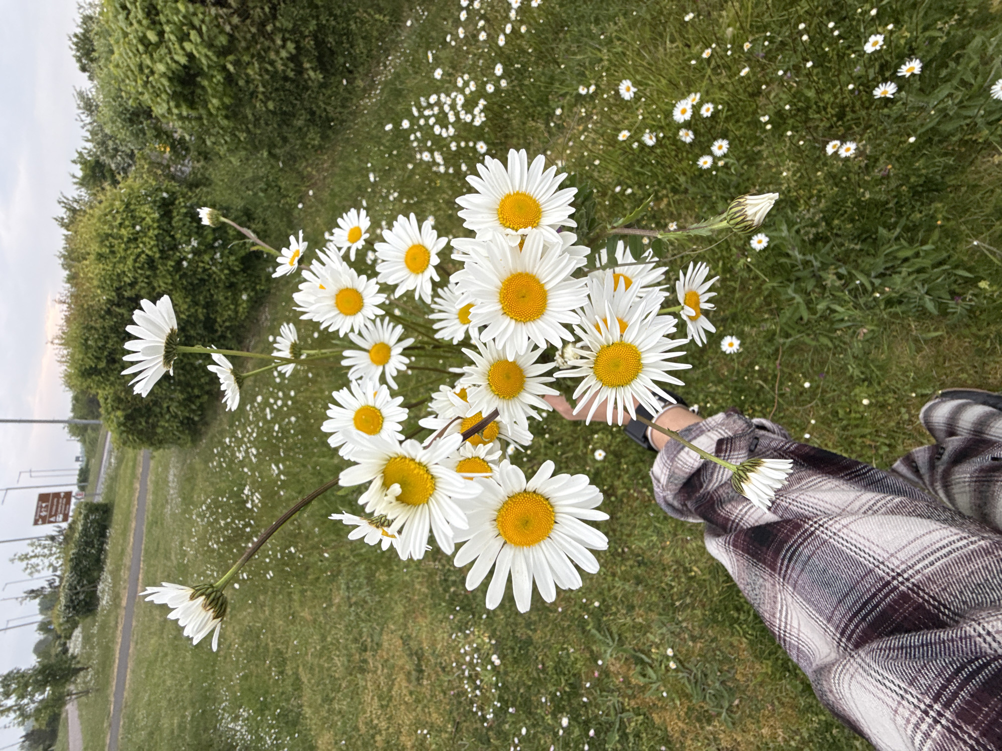 A low-angle, medium shot depicts a person holding a bouquet of daisies in a grassy field in Great Yarmouth, United Kingdom. The person, identifiable by their arm clad in a plaid shirt and a watch on their wrist, extends their hand towards the center of the frame. The bouquet, comprising daisies with white petals and yellow centers, is the focal point of the image. The background is a blend of green grass and small white flowers, interspersed with trees and shrubs. In the distance, a road and streetlights are visible. The sky is overcast. A brown signpost is on the left side of the image.