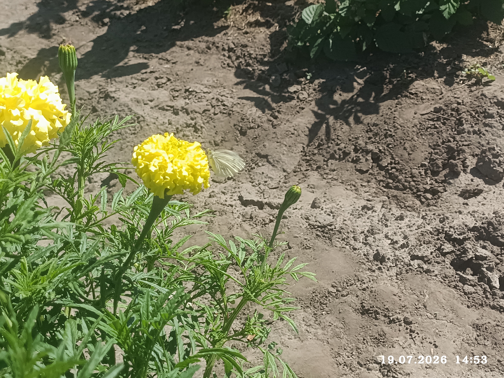 A white butterfly is perched on a yellow marigold flower in a garden. The marigold has a single fully bloomed flower and a closed bud. The surrounding ground is dry, cracked soil, with shadows of leaves cast upon it. In the background, lush green foliage is visible. The timestamp on the image indicates it was taken on July 19, 2026, at 14:53. The location is specified as Radisne, Ukraine.