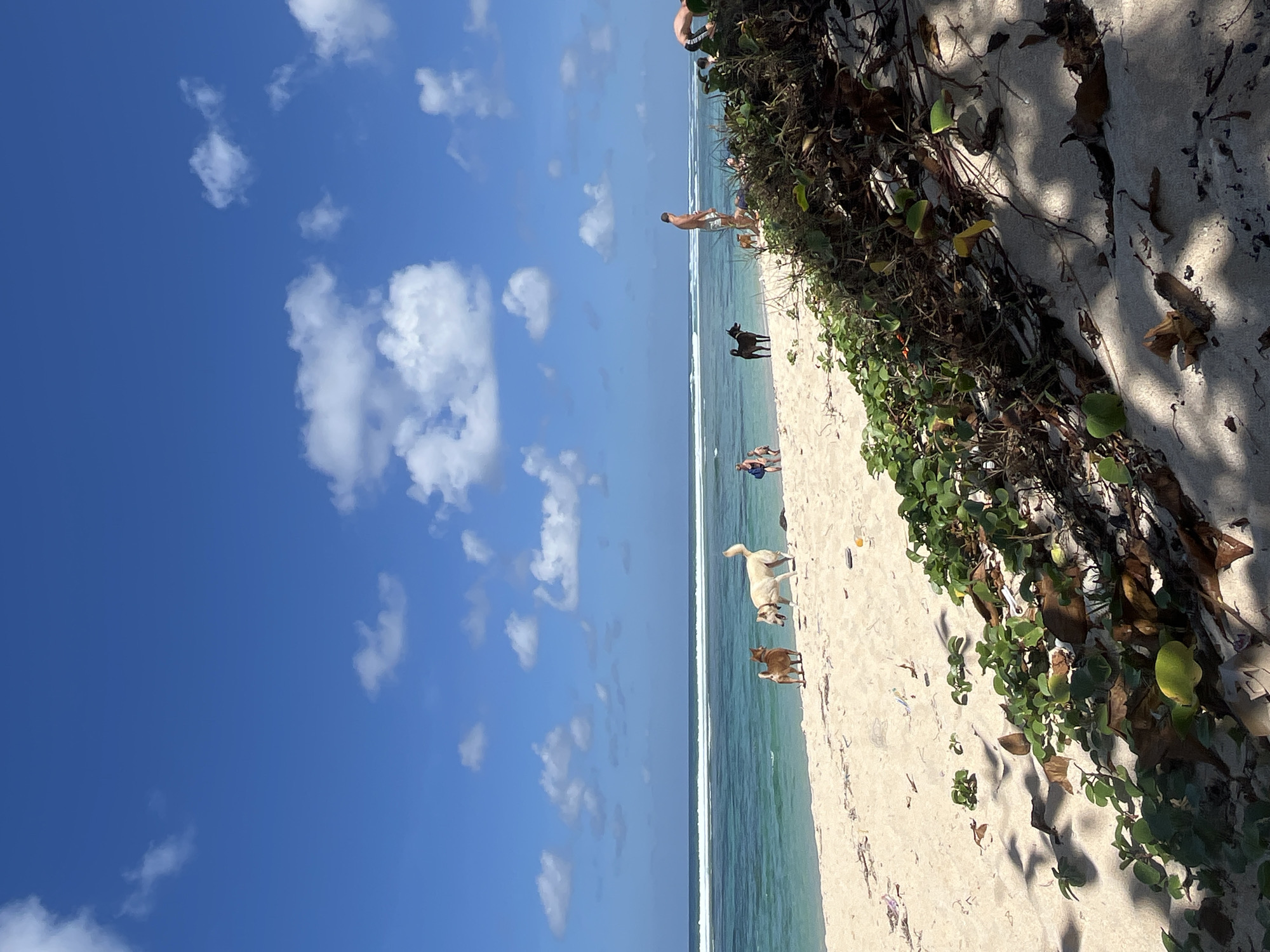 This image captures a wide-angle view of a sandy beach with turquoise ocean waves under a bright blue sky with scattered white clouds. In the foreground, lush green vegetation with brown leaves covers a sand dune, casting shadows onto the beach. Several dogs are present on the sand, including two brown dogs near the water's edge and a black dog further down the beach. Two adult humans and a child are visible near the water, with another adult human standing further down the beach, appearing to be looking out at the ocean. The scene is located at Kuta Selatan, Indonesia.
