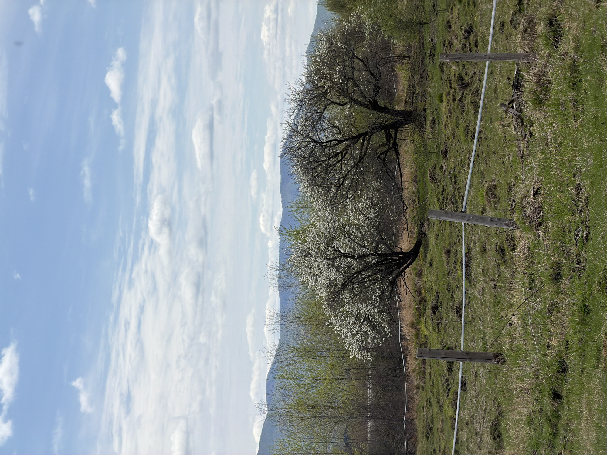 Here is a description of the image:
The image shows a rural landscape, likely taken in the Теплоозёрск area of Russia. The sky occupies the left portion of the frame, featuring a light blue color with streaks of white clouds. To the right of the sky, a rolling hill is visible, backed by a range of mountains in the distance. On the hillside, there are trees, some of which are in full bloom with white flowers. A wooden fence with metal wire runs across the foreground, and the ground is covered with green grass.