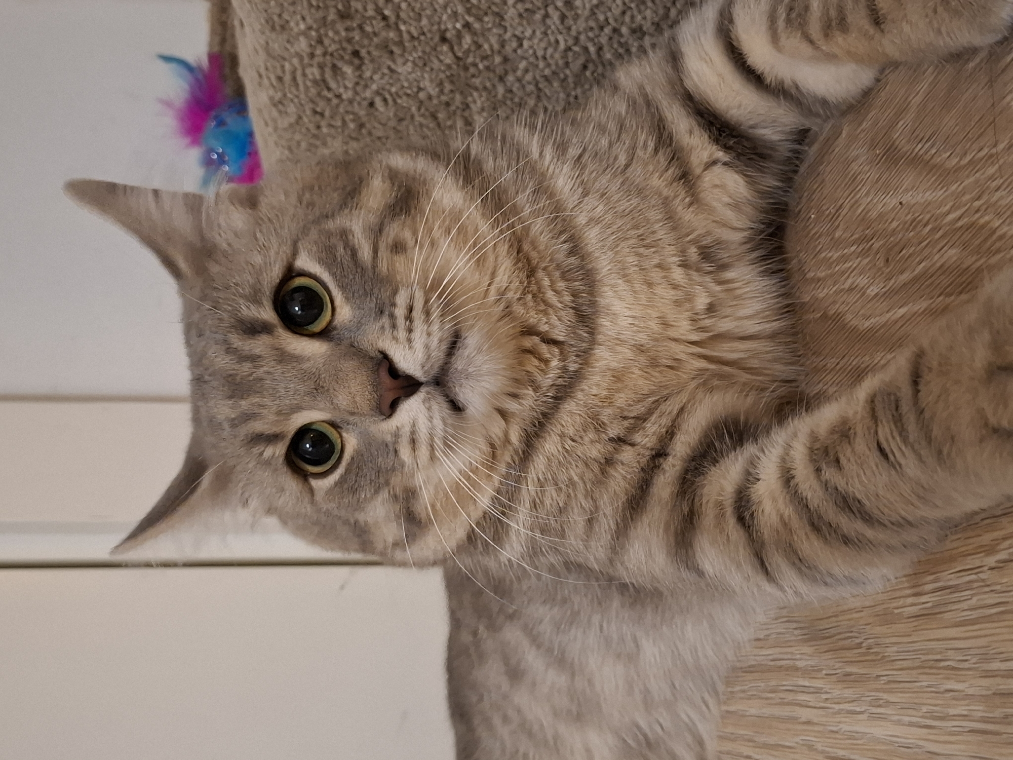 A close-up, eye-level shot shows a grey tabby cat with green eyes looking directly at the camera. The cat is lying down, with its front paws crossed in front of its chest. The background is a soft, light-colored wall with a sliver of a doorway visible on the left side. To the right of the cat, a fuzzy, brown textured surface is visible, with a pink and blue feather toy peeking out from behind the cat's ear. The cat is positioned on a wooden floor with a light brown, wood-grain pattern. The image does not contain any identifiable landmarks or clues to indicate its location within the city of Zemun Urban Municipality, Serbia.