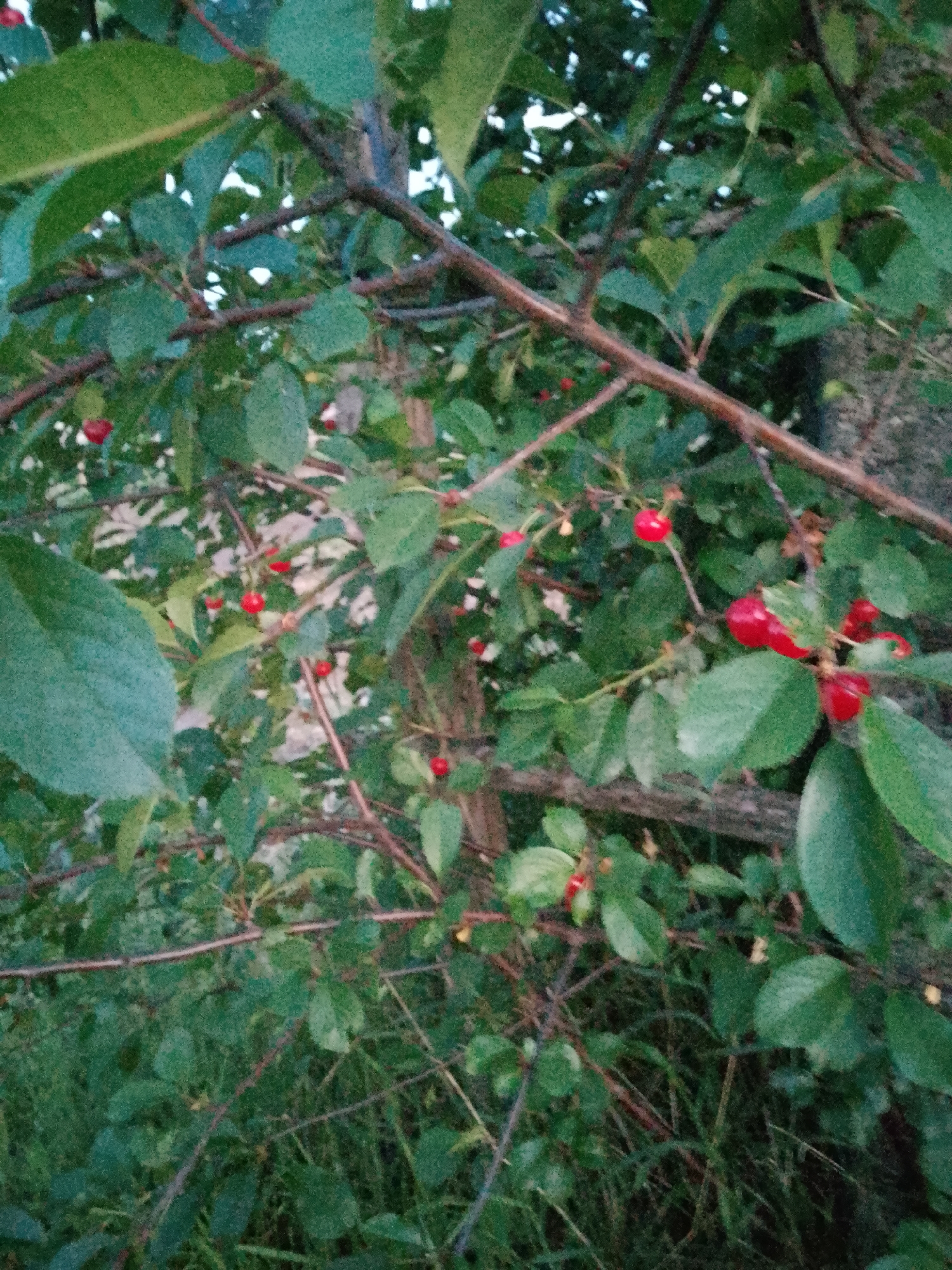 The image is a close-up, horizontal shot of a cherry tree. The branches are a mix of brown and dark brown, with a rough texture. The leaves are a vibrant green, with visible veins and a slightly serrated edge. Scattered throughout the foliage are numerous small, red cherries, some appearing ripe and others less so. The background is a blur of green, suggesting more leaves and foliage, and hints of lighter areas that could be sky or sunlight filtering through. The overall impression is one of a natural, outdoor setting, likely a garden or park, with the focus on the fruit-bearing branches. There are no people or animals visible in the image. The lighting suggests it may be dusk or early morning.