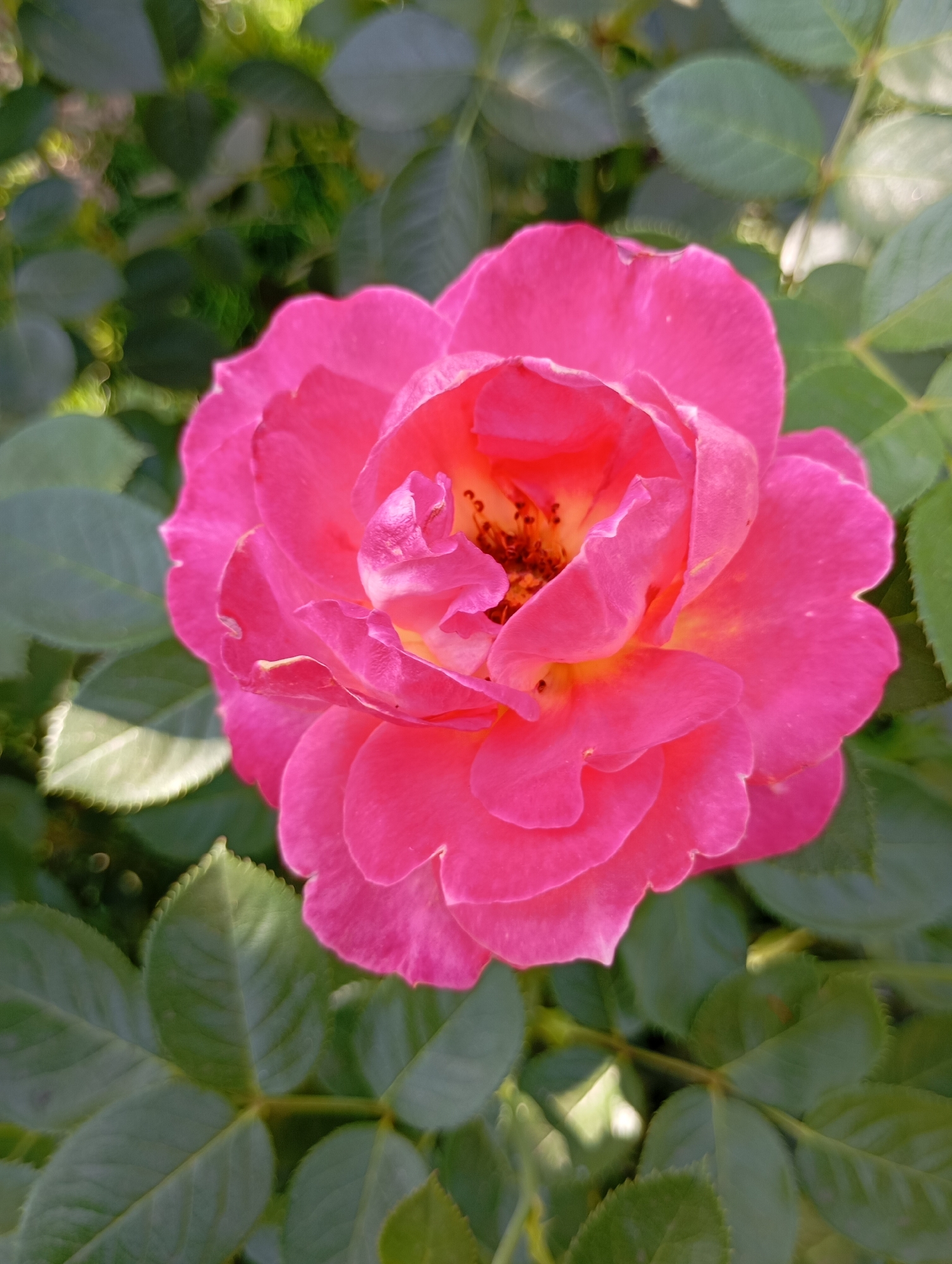 A close-up, top-down shot captures a vibrant pink rose in full bloom, set against a backdrop of lush green foliage. The rose's petals are a rich fuchsia, tinged with yellow and orange at its center where stamens are visible. The surrounding leaves are a deep green, some sharply focused while others are blurred, creating a bokeh effect. The lighting suggests an outdoor setting, possibly a garden, with sunlight filtering through the leaves and highlighting certain areas of the flower. There is no indication of human presence or any specific urban context that would identify its location within Horishni Plavni, Ukraine. The scene is serene and natural, focusing solely on the beauty of the blooming rose and its surrounding plant life.