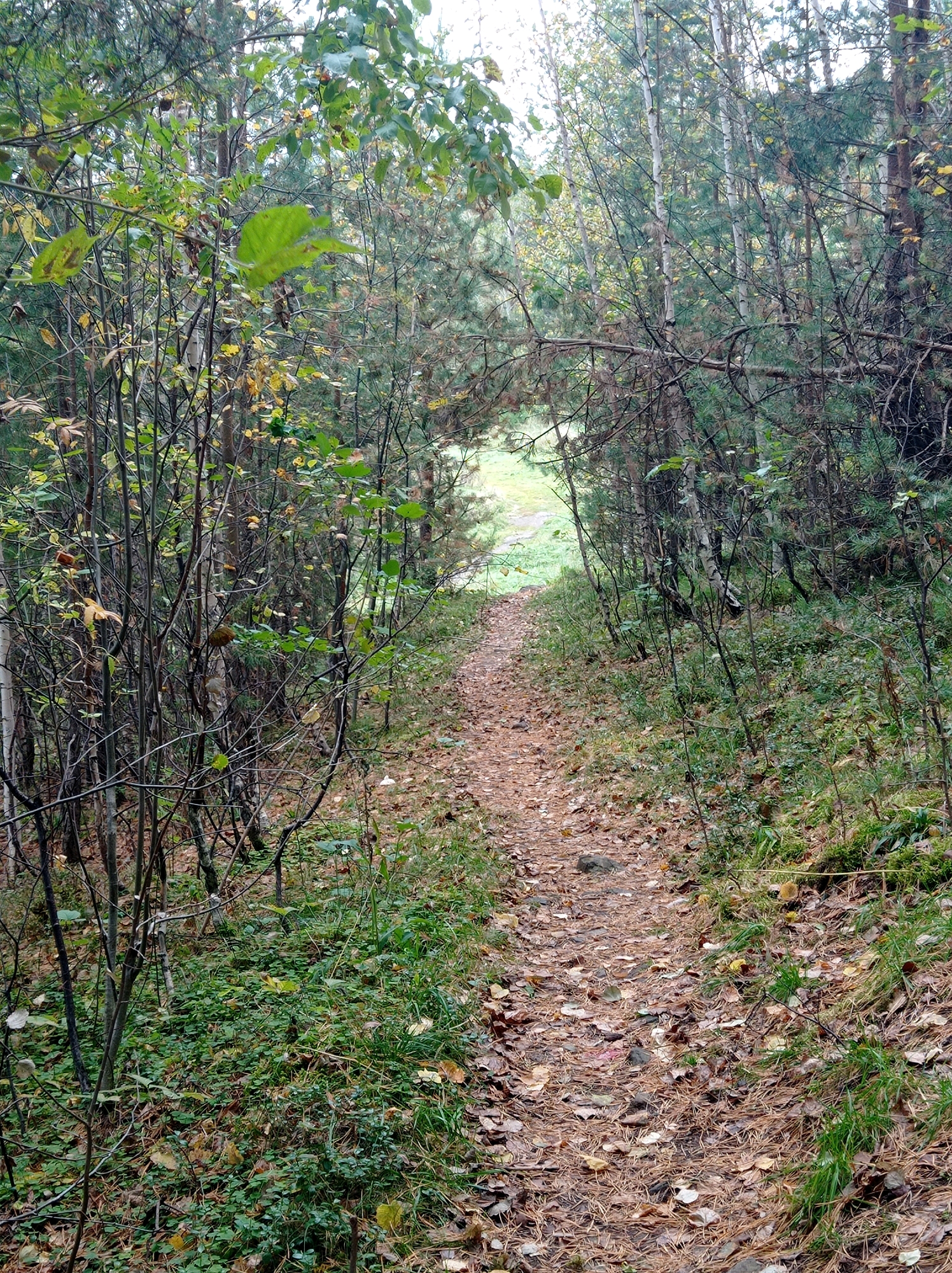 The image depicts a narrow, leaf-strewn dirt path winding through a dense forest in Degtyarsk, Russia. The path is bordered by lush green undergrowth and numerous trees, many with slender trunks and sparse foliage. The ground is covered with fallen leaves and pine needles, suggesting an autumn setting. The path leads into a brighter, more open area in the distance, hinting at a clearing or a break in the trees. The overall atmosphere is serene and natural, characteristic of a woodland environment. There are no people or animals visible in the frame.