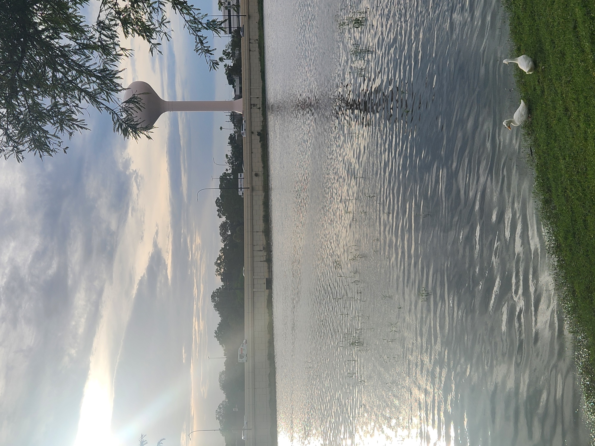 The image captures a serene scene by a body of water in Altamonte Springs, United States of America, under a cloudy sky with sunbeams breaking through. In the foreground, two white ducks are perched on the grassy bank of the water. The water itself exhibits ripples and reflections of the sky. Beyond the water, a concrete barrier separates it from a road where vehicles are visible. In the distance, a tall, pale pink water tower stands prominently against the sky, partially framed by the branches of a lush green tree in the upper right portion of the image. The overall impression is one of a tranquil urban landscape.