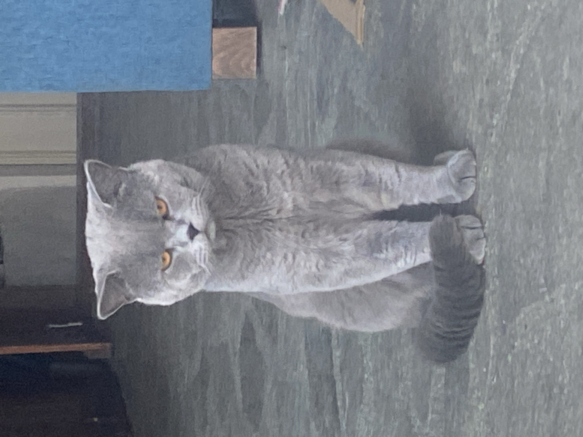 A British Shorthair cat with grey fur and amber eyes sits on a textured grey surface, possibly a patio or pavement, in what appears to be an outdoor or semi-outdoor environment. The cat is facing the camera, with its tail curled around its hindquarters. In the background, there is a dark vertical wooden element and a section of a blue object, suggesting a domestic or urban setting. The lighting indicates it is daytime.
