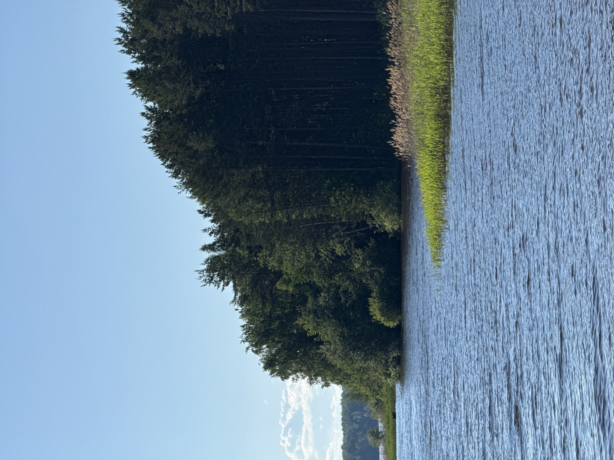 The image shows a body of water with a dense forest line along the far shore. The water is a deep blue with ripples, suggesting a slight breeze. Along the edge of the water and bordering the forest is a band of tall, green reeds, interspersed with some dried, golden stalks. The forest itself is a mix of deciduous and coniferous trees, with a darker, more uniform line of pines dominating the right side of the frame. The sky is a clear, bright blue with a few wispy white clouds visible in the upper left corner. The scene appears to be a natural, undeveloped landscape, likely a lake or a wide river. The location is described as the city of Gora (Khokhlovskoe S/P), Russia. There are no people or specific structures visible in the image.